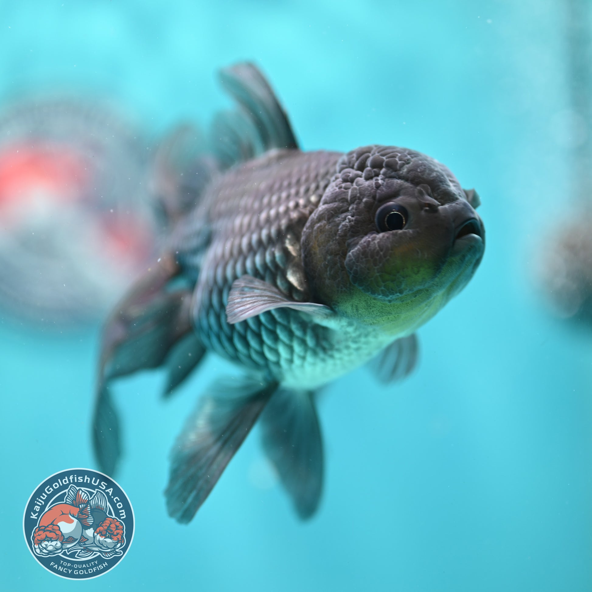 Sapphire Blue Oranda 4 inch Body (260501_OR09)