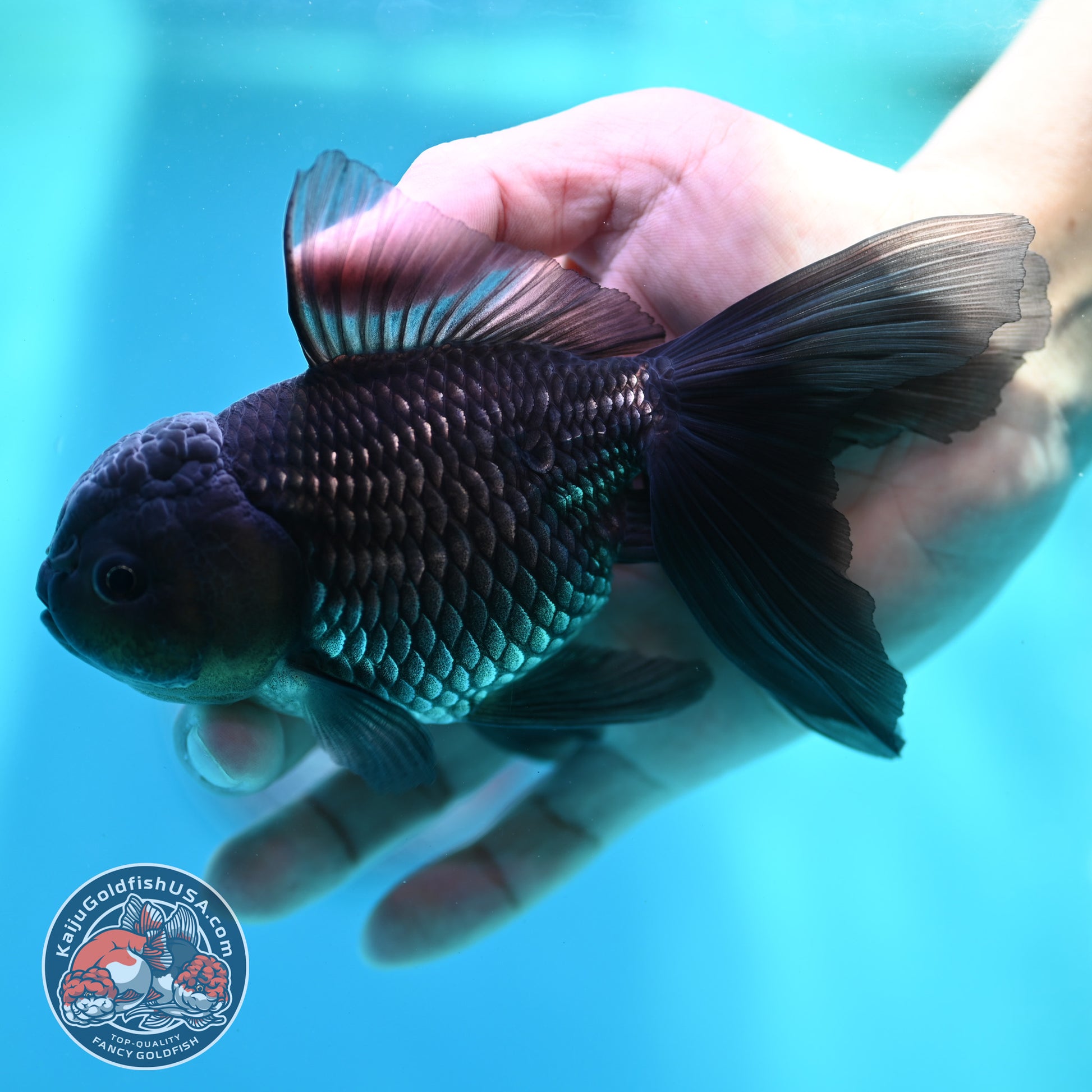 Sapphire Blue Oranda 4 inch Body (260501_OR09)