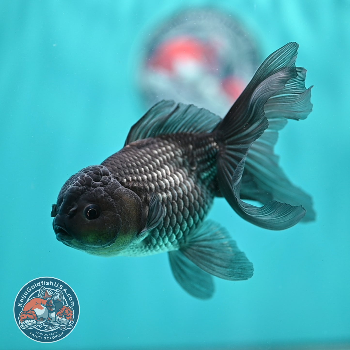 Sapphire Blue Oranda 4 inch Body (260501_OR09)