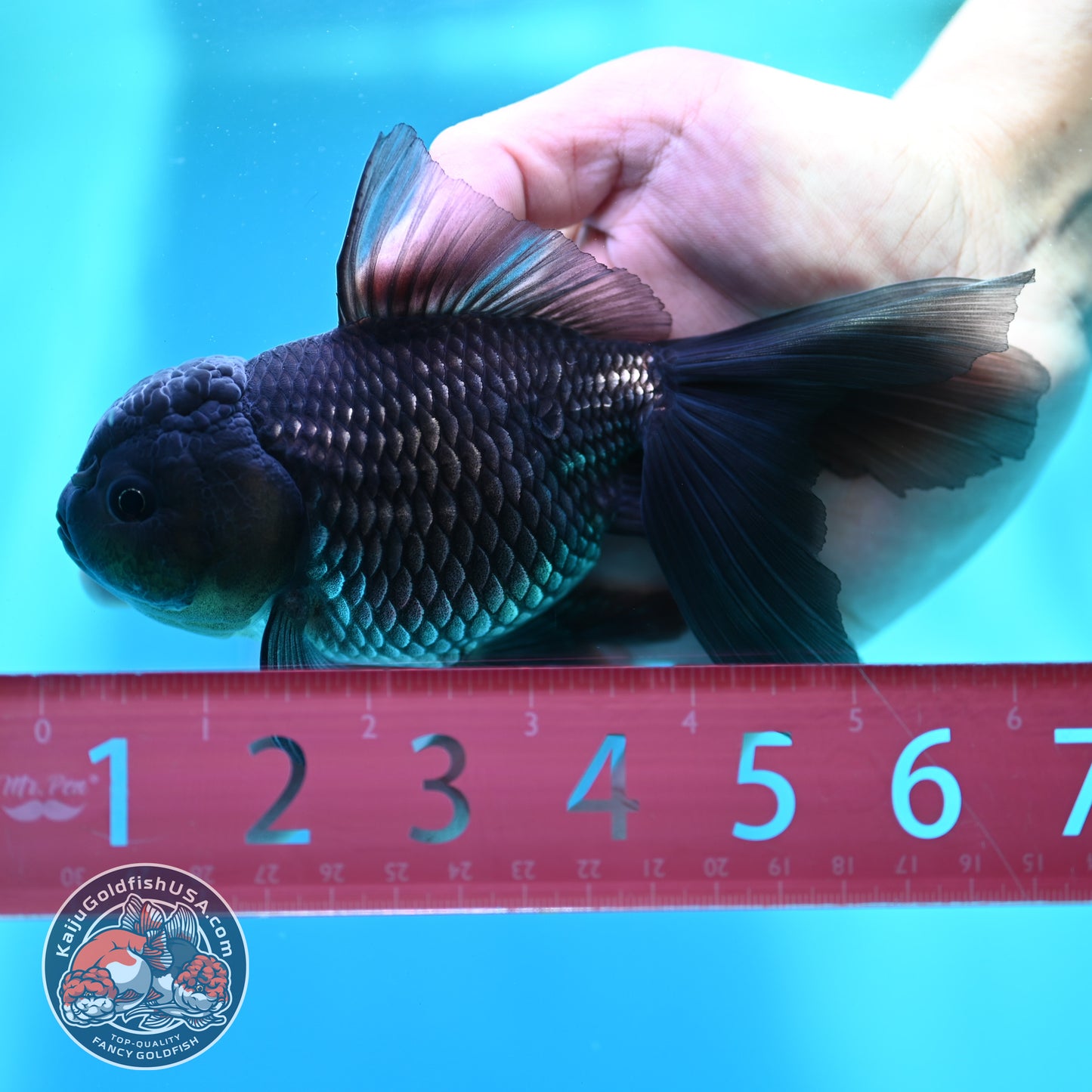 Sapphire Blue Oranda 4 inch Body (260501_OR09)