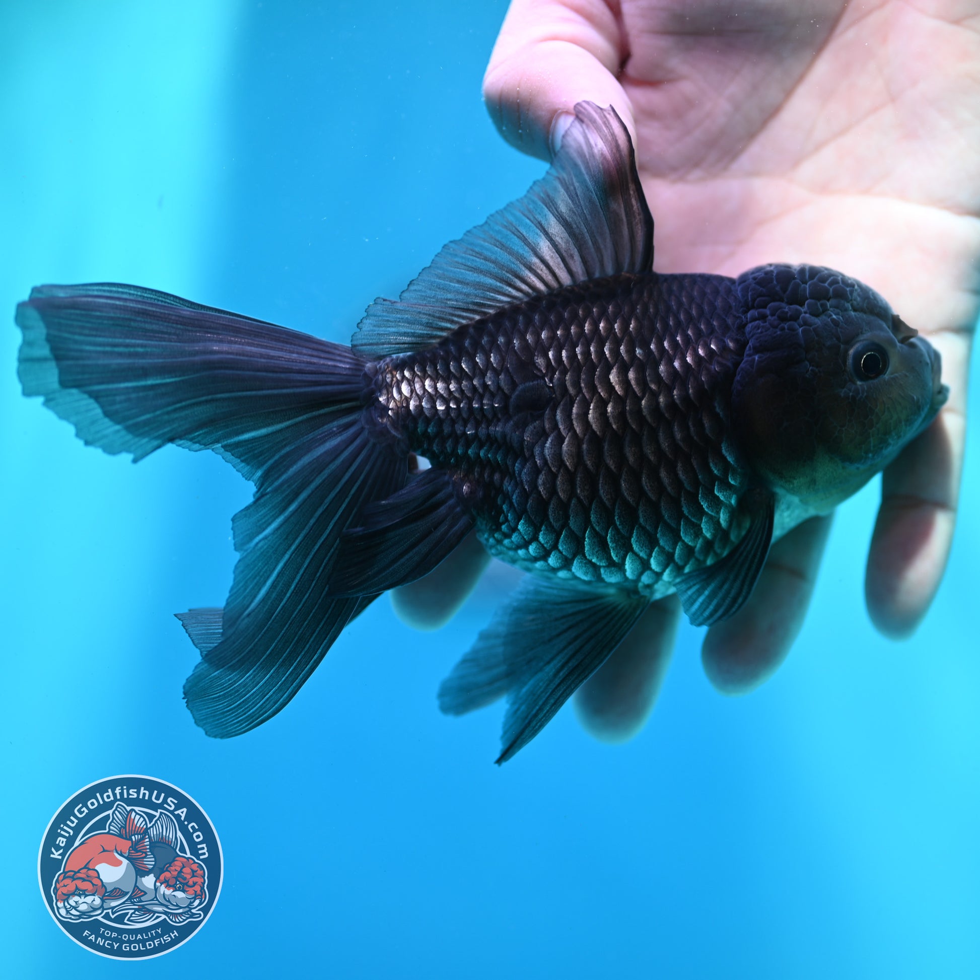 Sapphire Blue Oranda 4 inch Body (260501_OR09)
