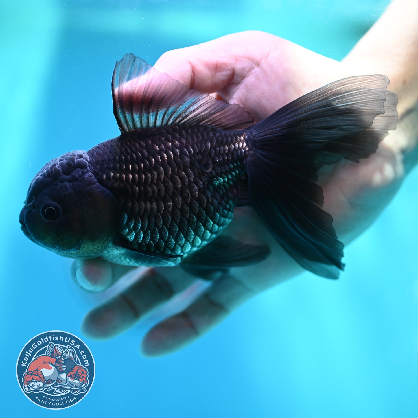 Sapphire Blue Oranda 4 inch Body (260501_OR09)