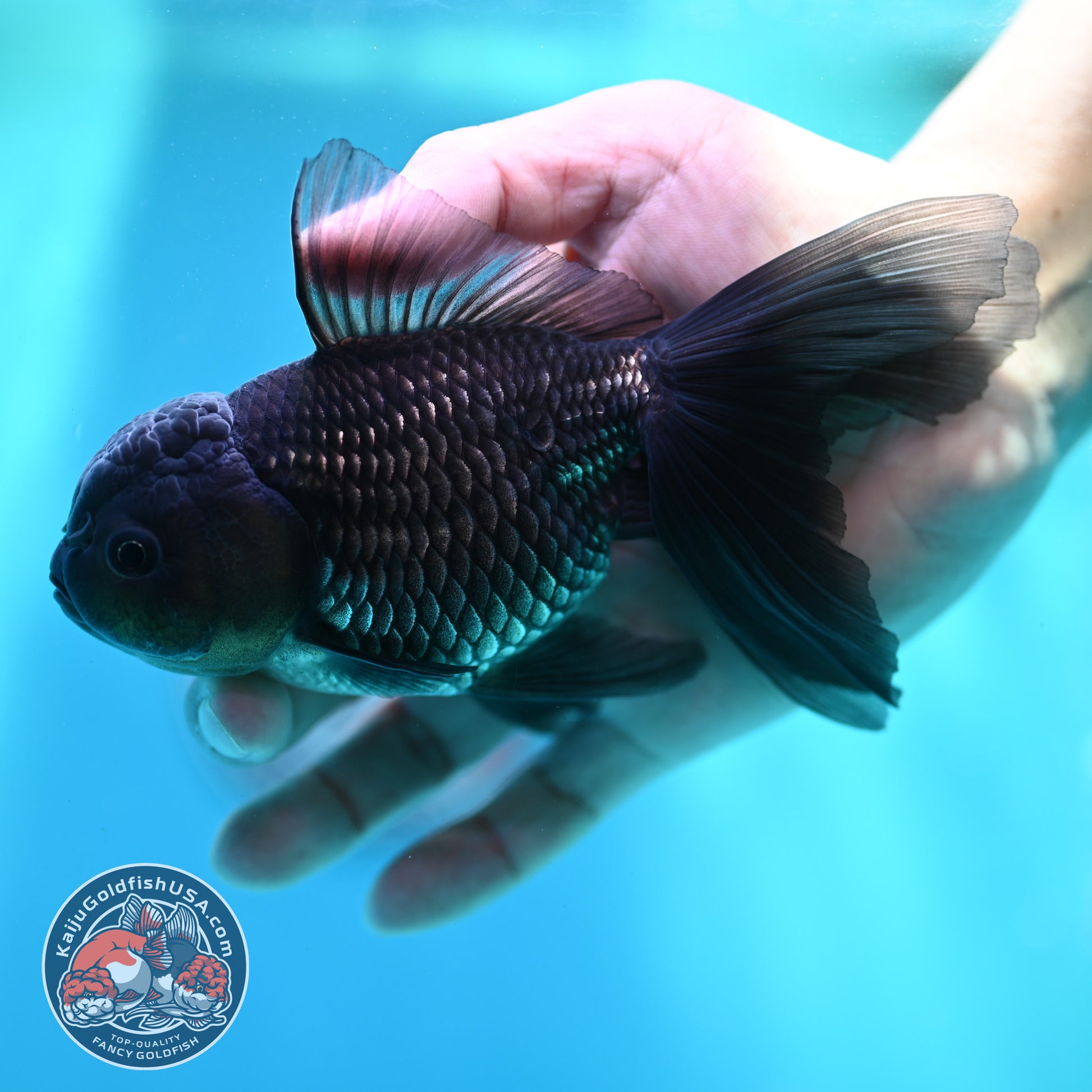 Sapphire Blue Oranda 4 inch Body (260501_OR09)