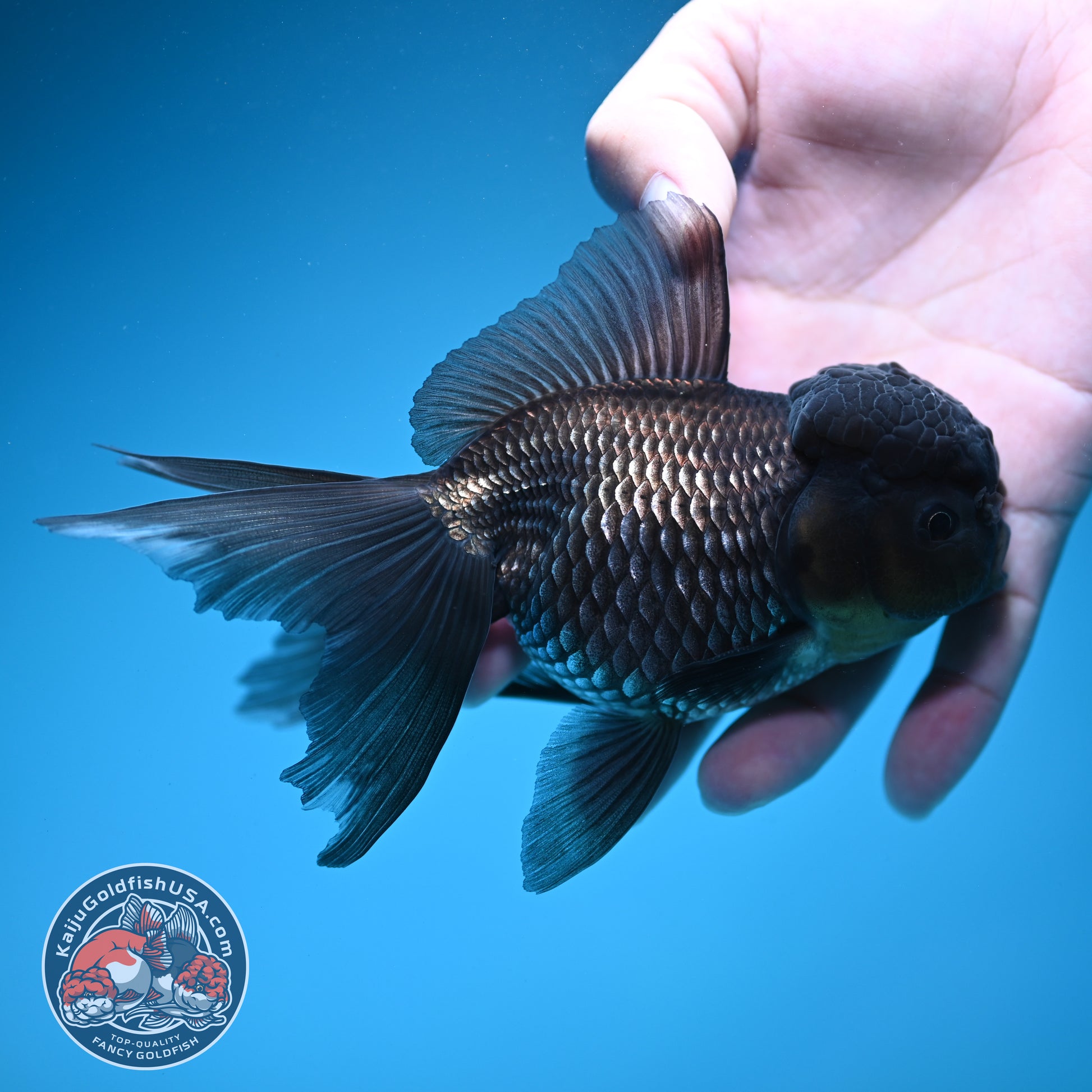 Sapphire Blue Oranda 4 inch Body (260731_OR10)
