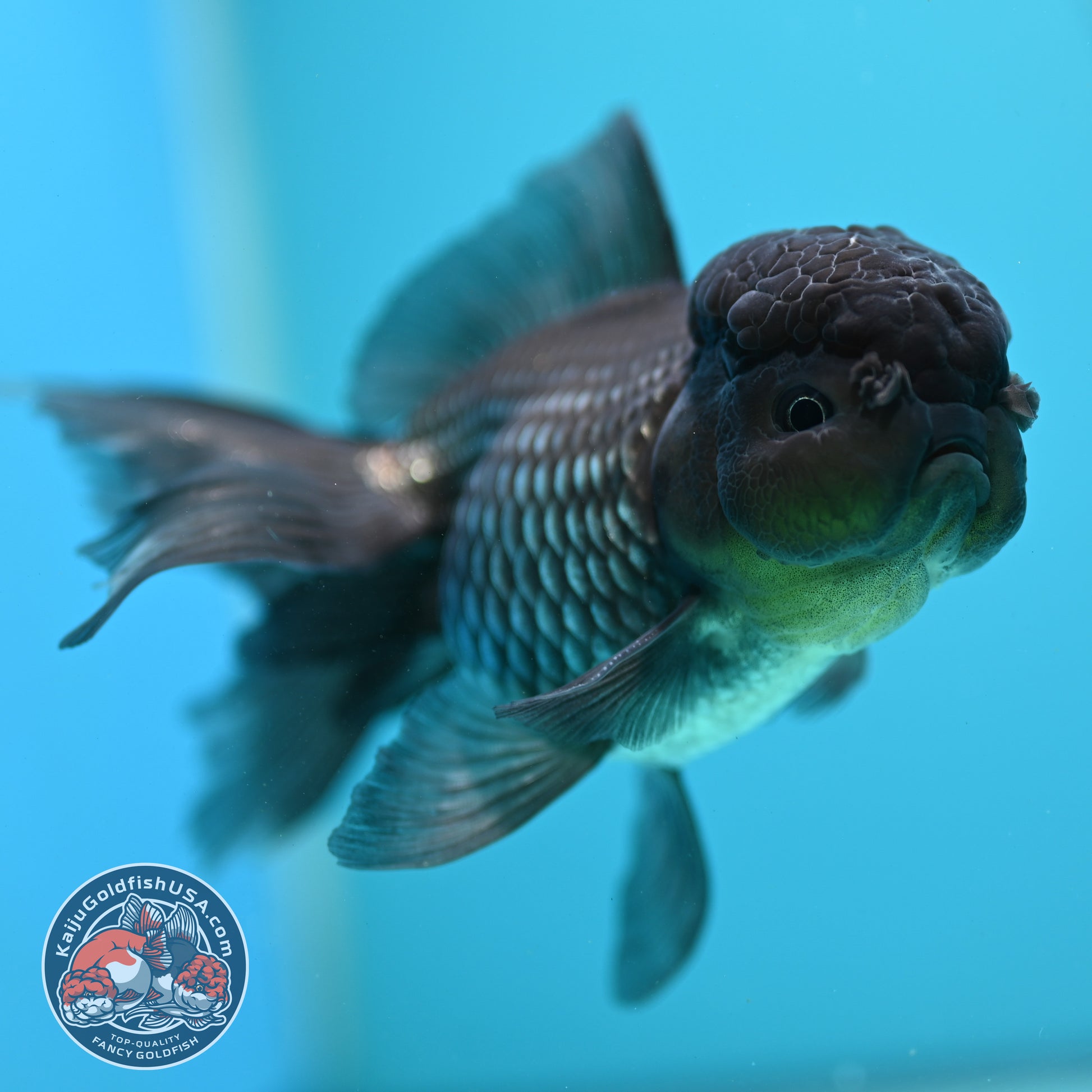 Sapphire Blue Oranda 4 inch Body (260731_OR10)
