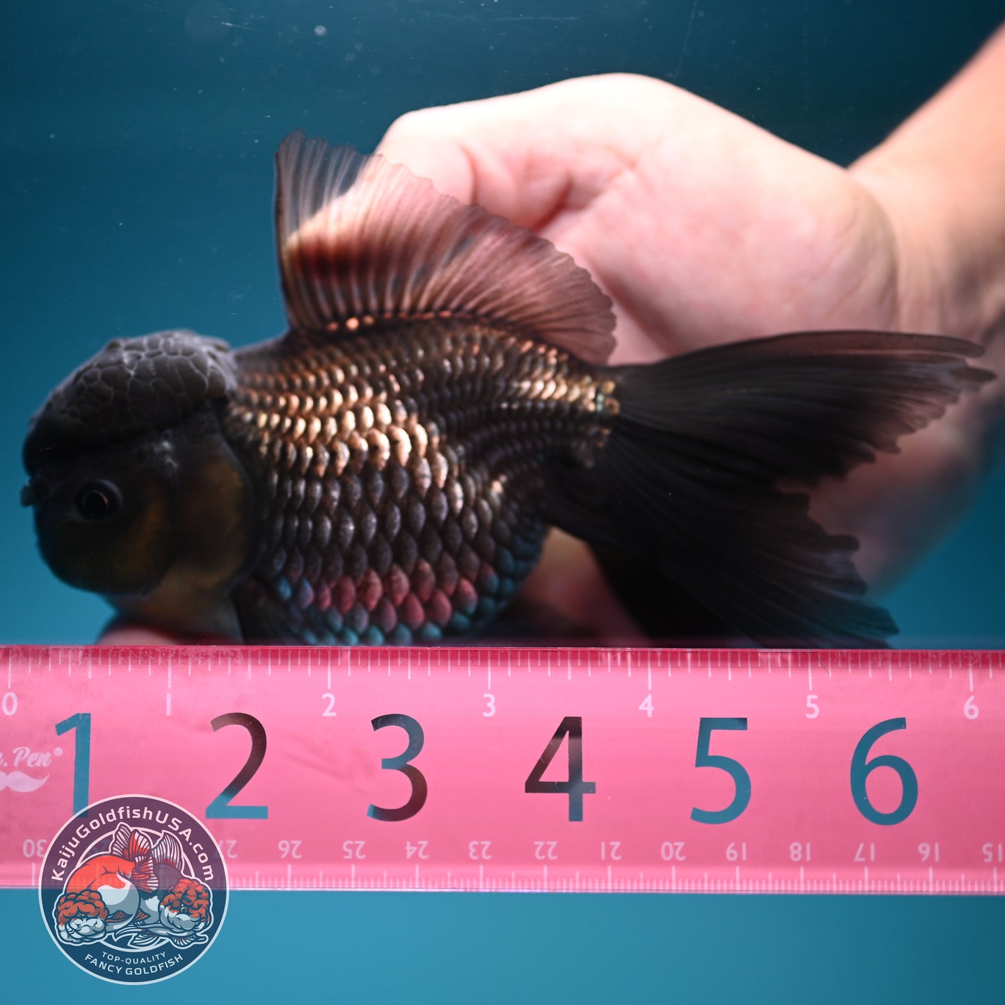 Sapphire Blue Oranda 4 inch Body (260731_OR10)
