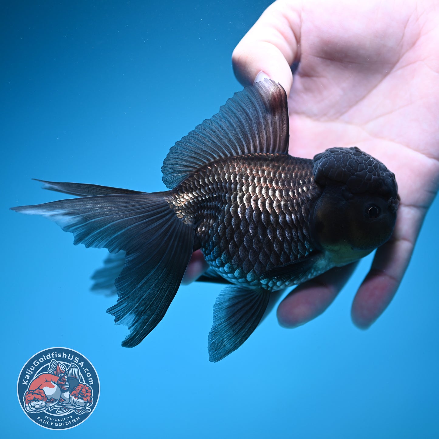 Sapphire Blue Oranda 4 inch Body (260731_OR10)