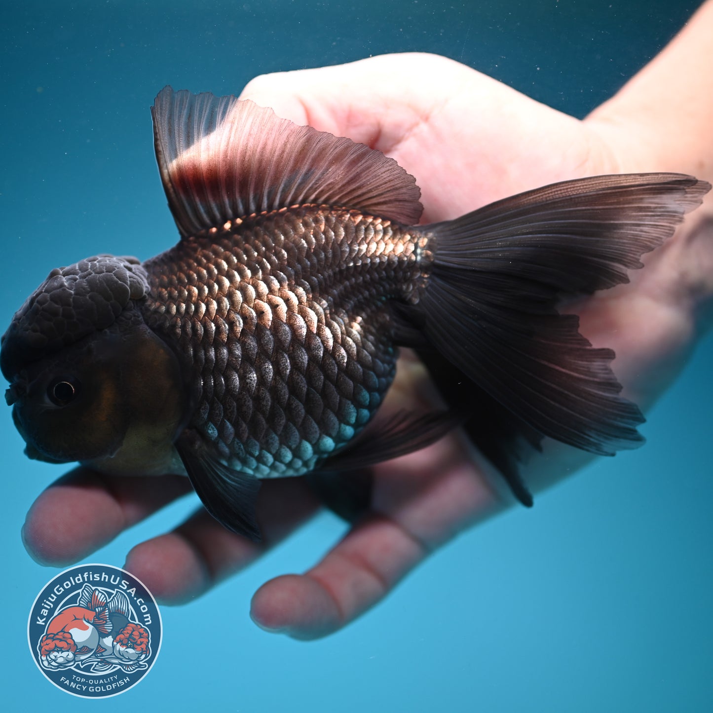 Sapphire Blue Oranda 4 inch Body (260731_OR10)
