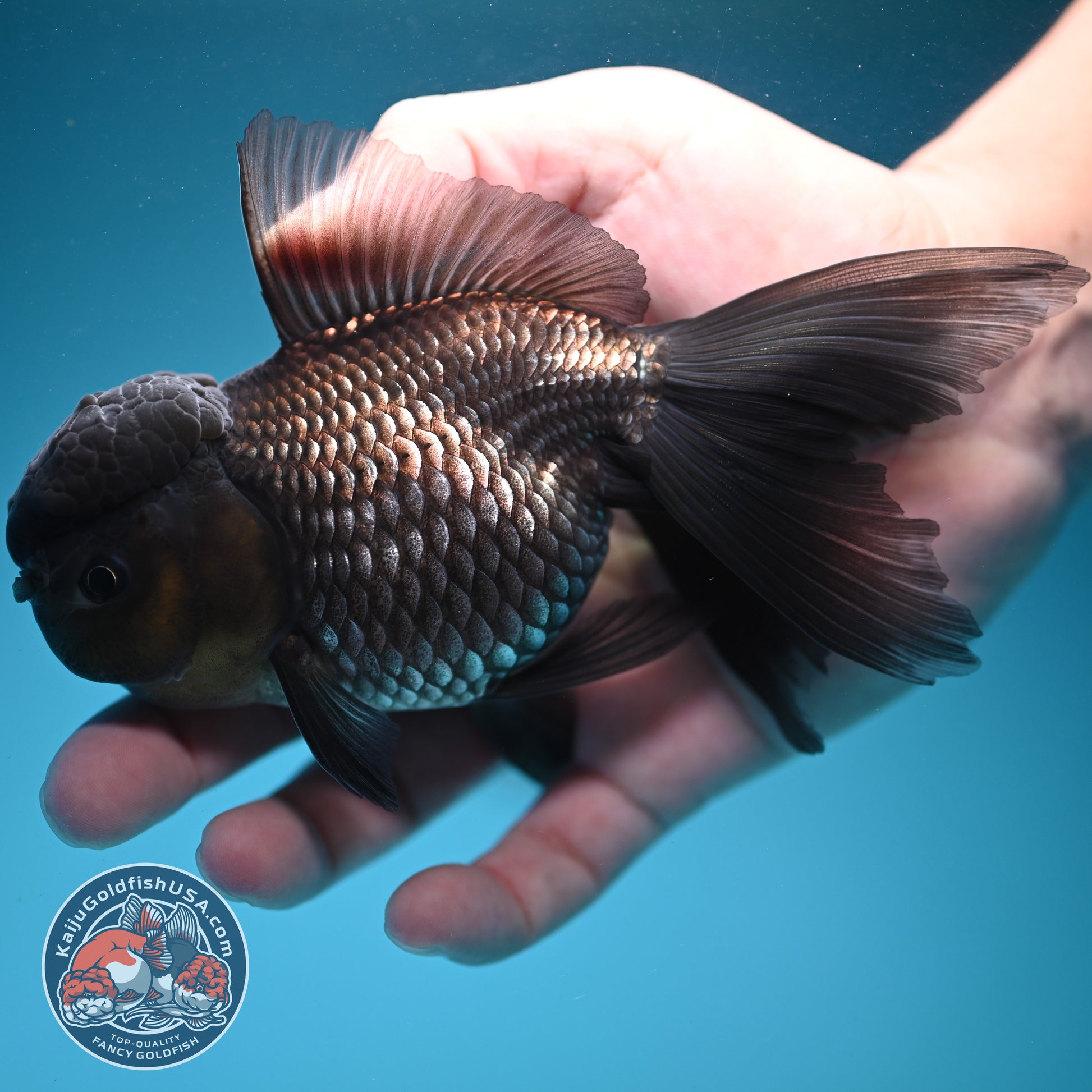 Sapphire Blue Oranda 4 inch Body (260731_OR10)