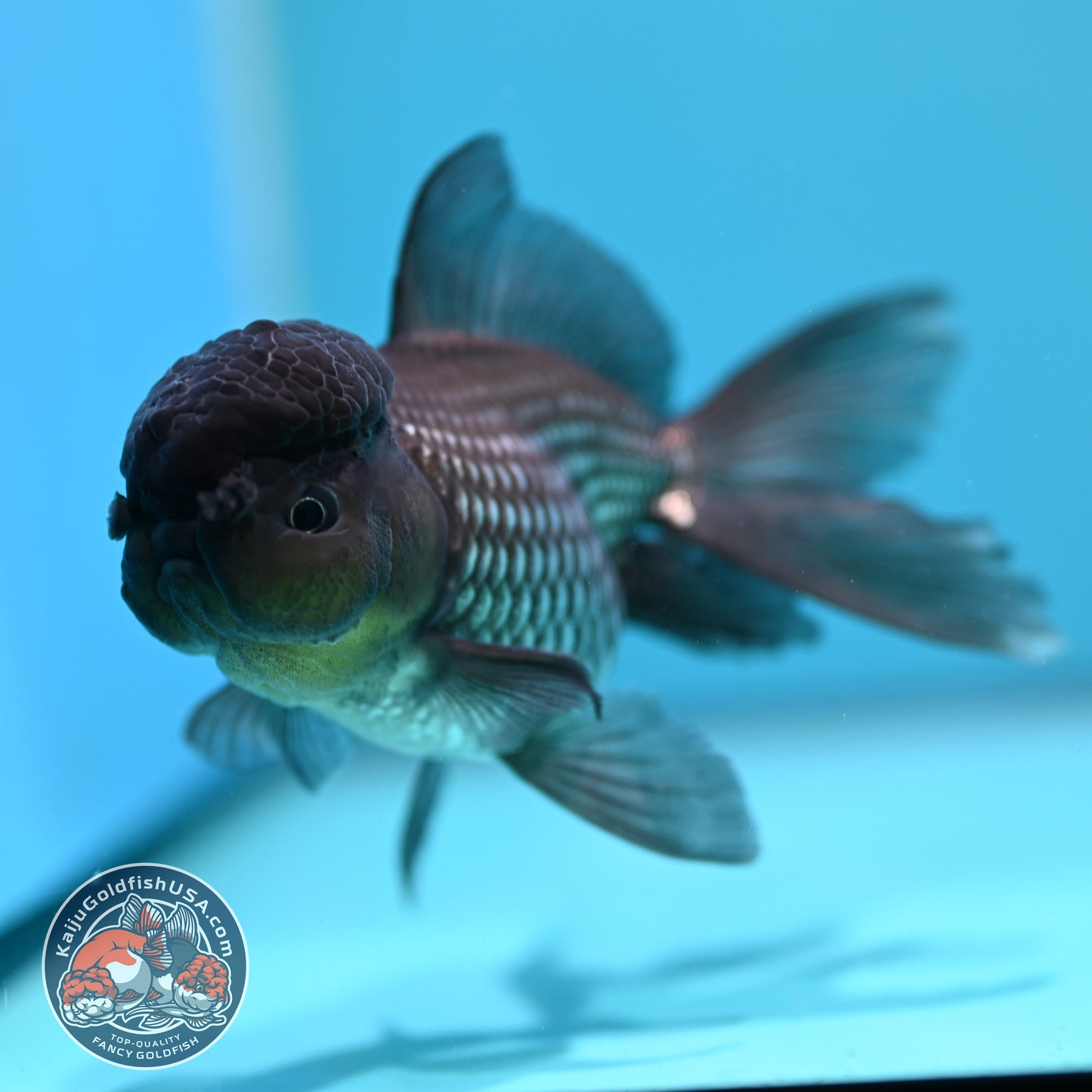 Sapphire Blue Oranda 4 inch Body (260731_OR10)