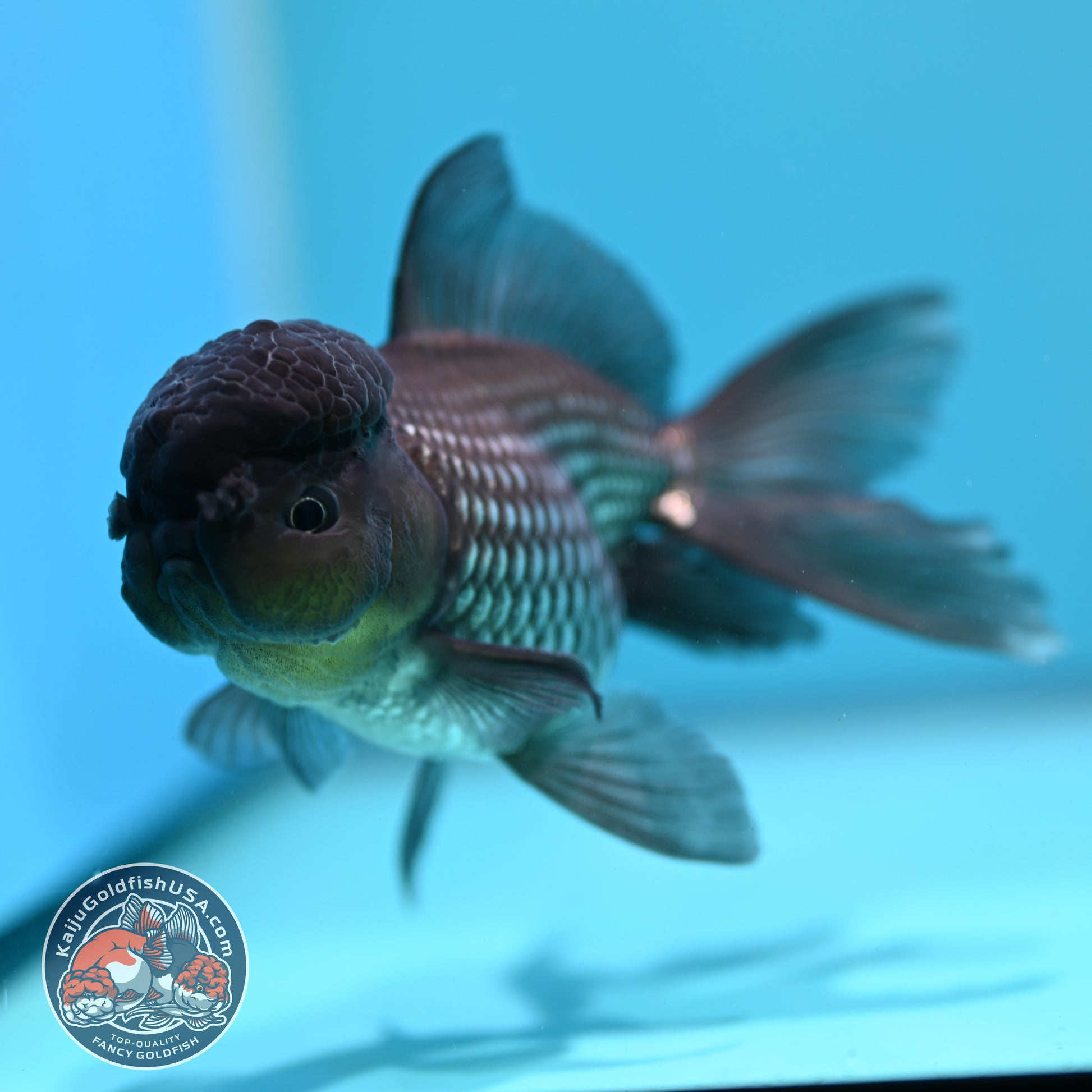 Sapphire Blue Oranda 4 inch Body (260731_OR10)