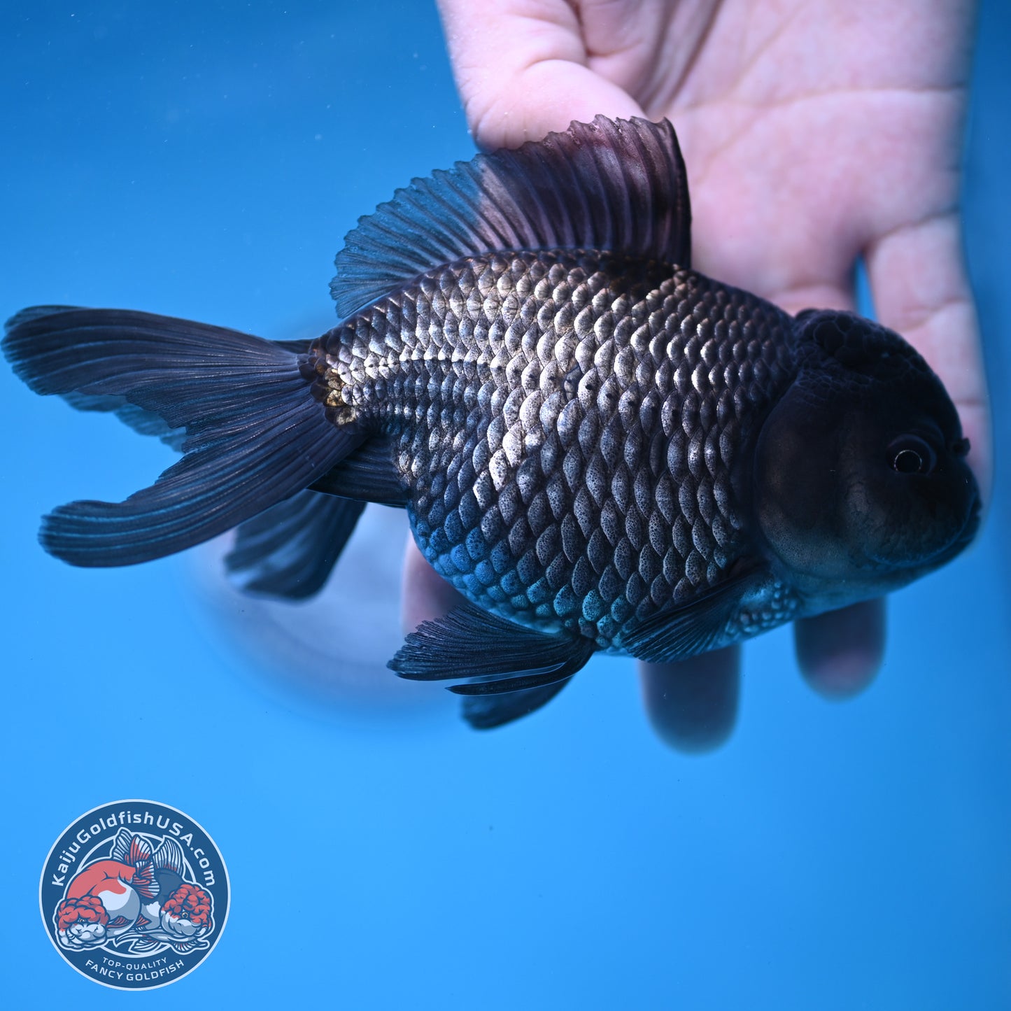 Sapphire Blue Oranda 4.5 inch Body (260306_OR13)