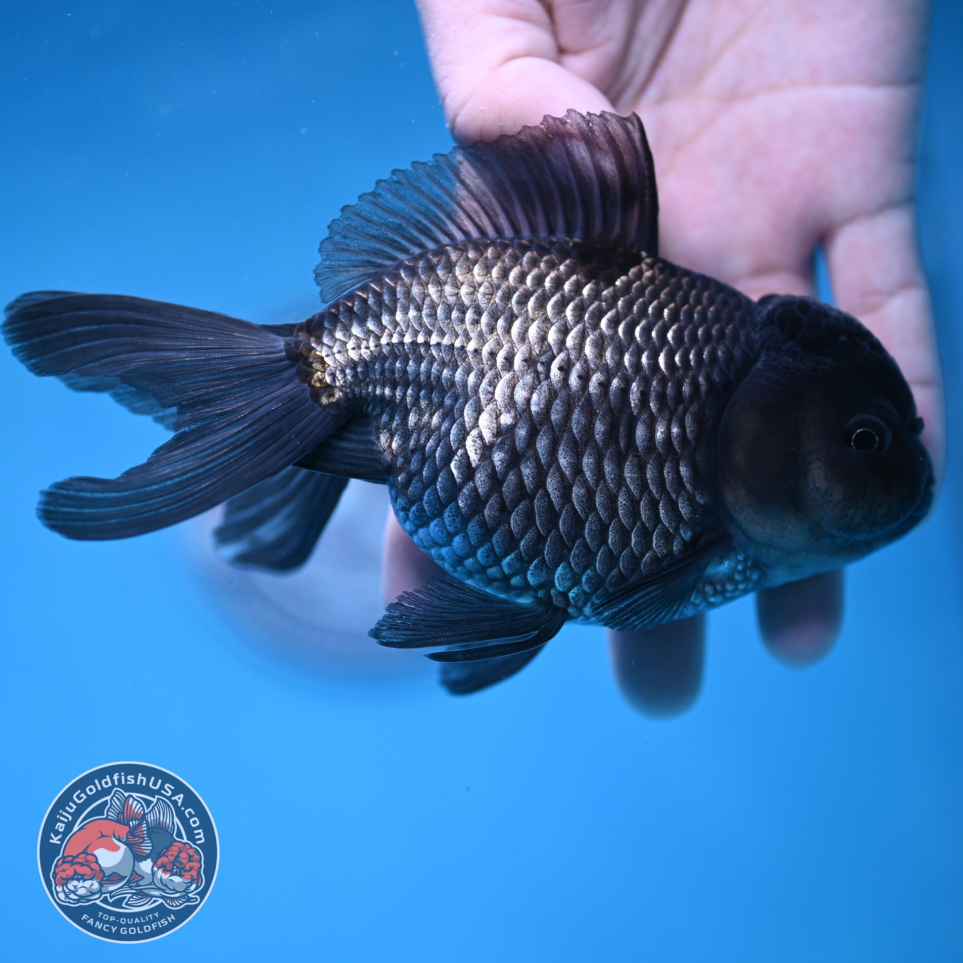 Sapphire Blue Oranda 4.5 inch Body (260306_OR13)
