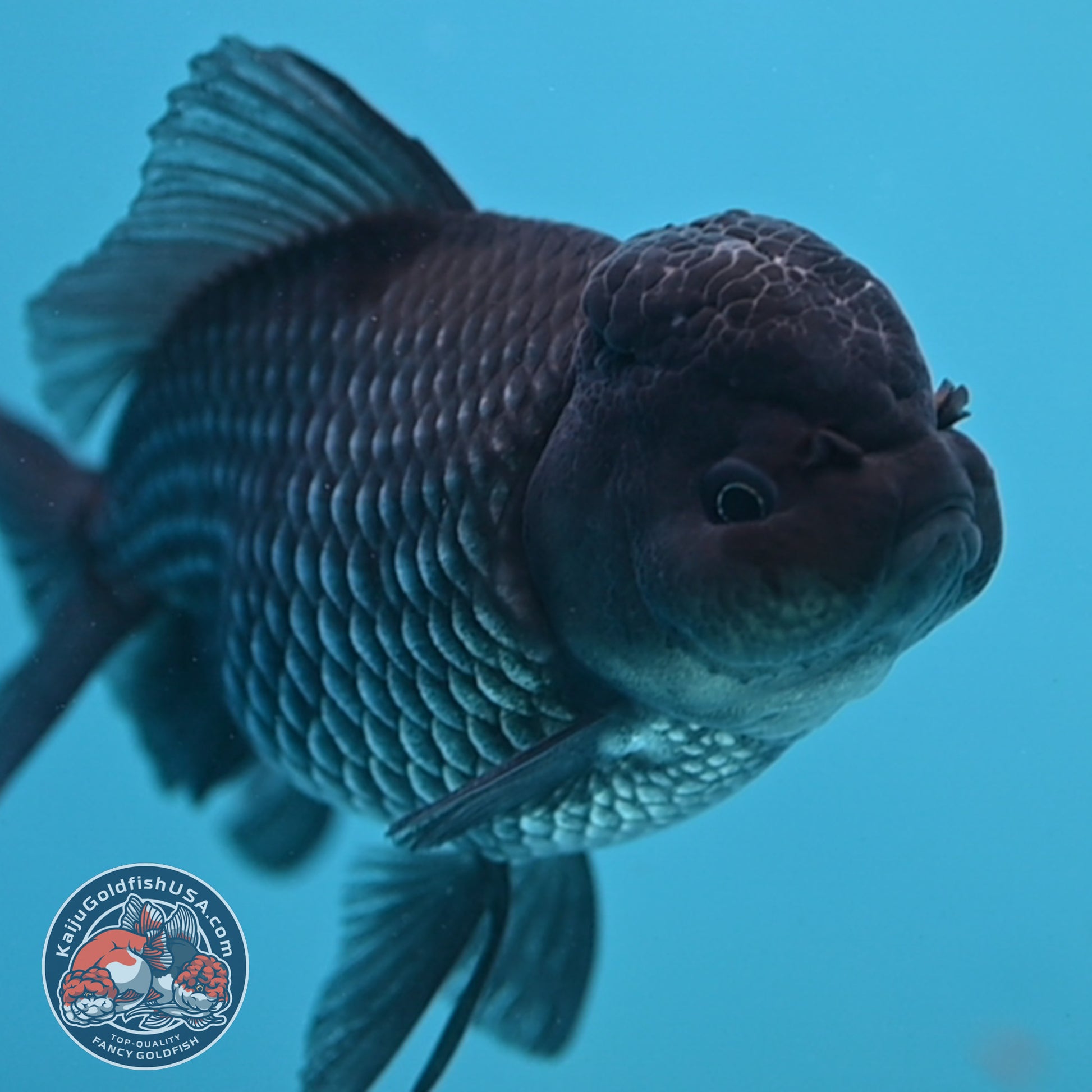 Sapphire Blue Oranda 4.5 inch Body (260306_OR13)