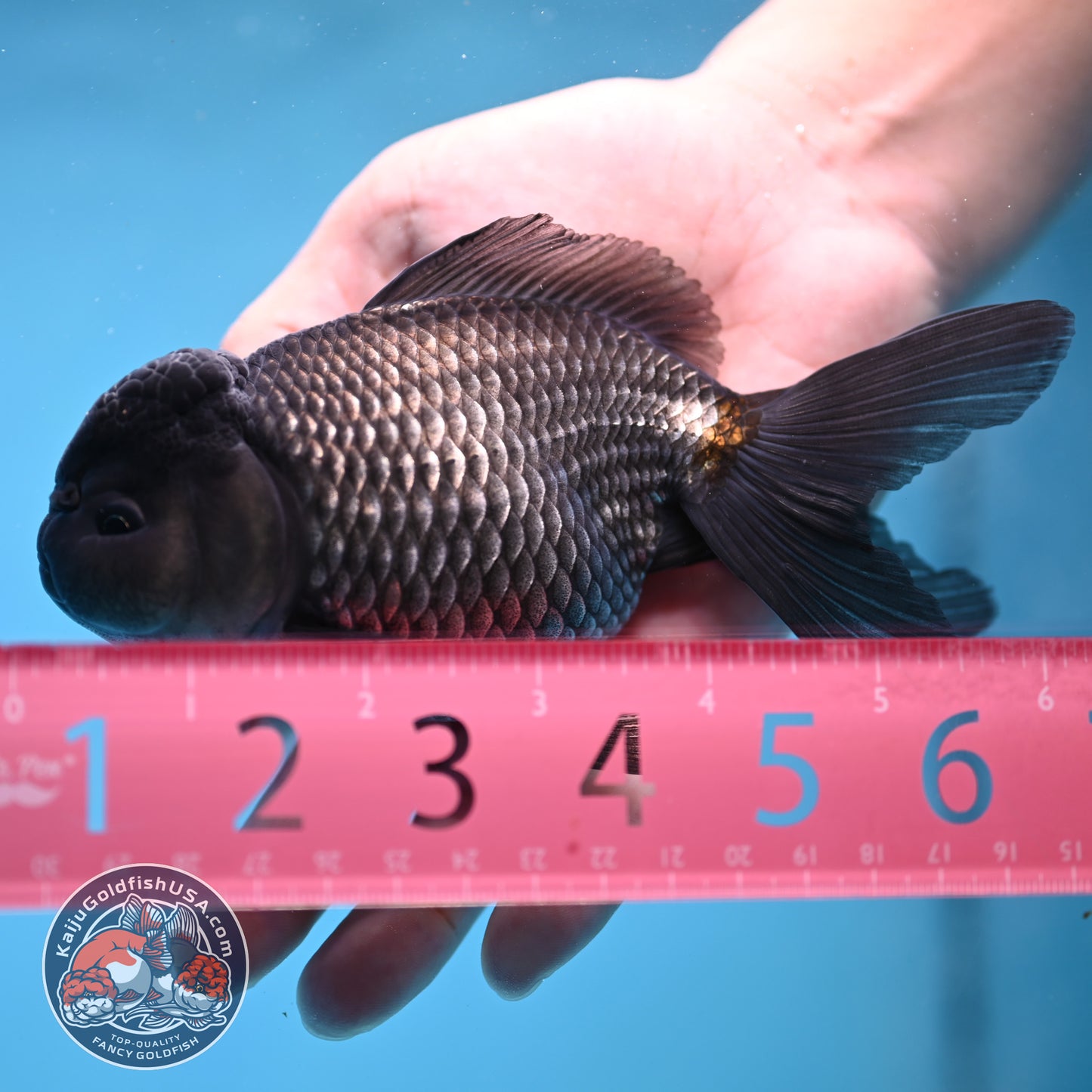 Sapphire Blue Oranda 4.5 inch Body (260306_OR13)