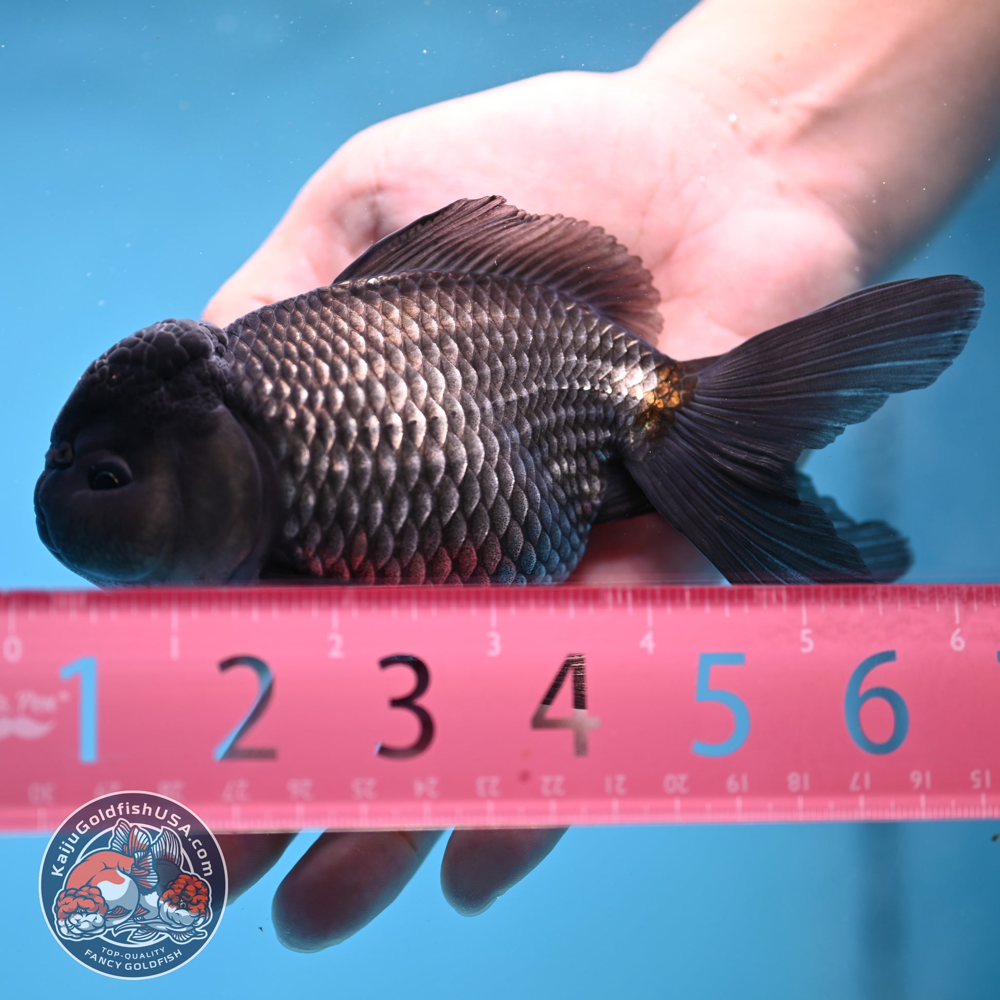 Sapphire Blue Oranda 4.5 inch Body (260306_OR13)