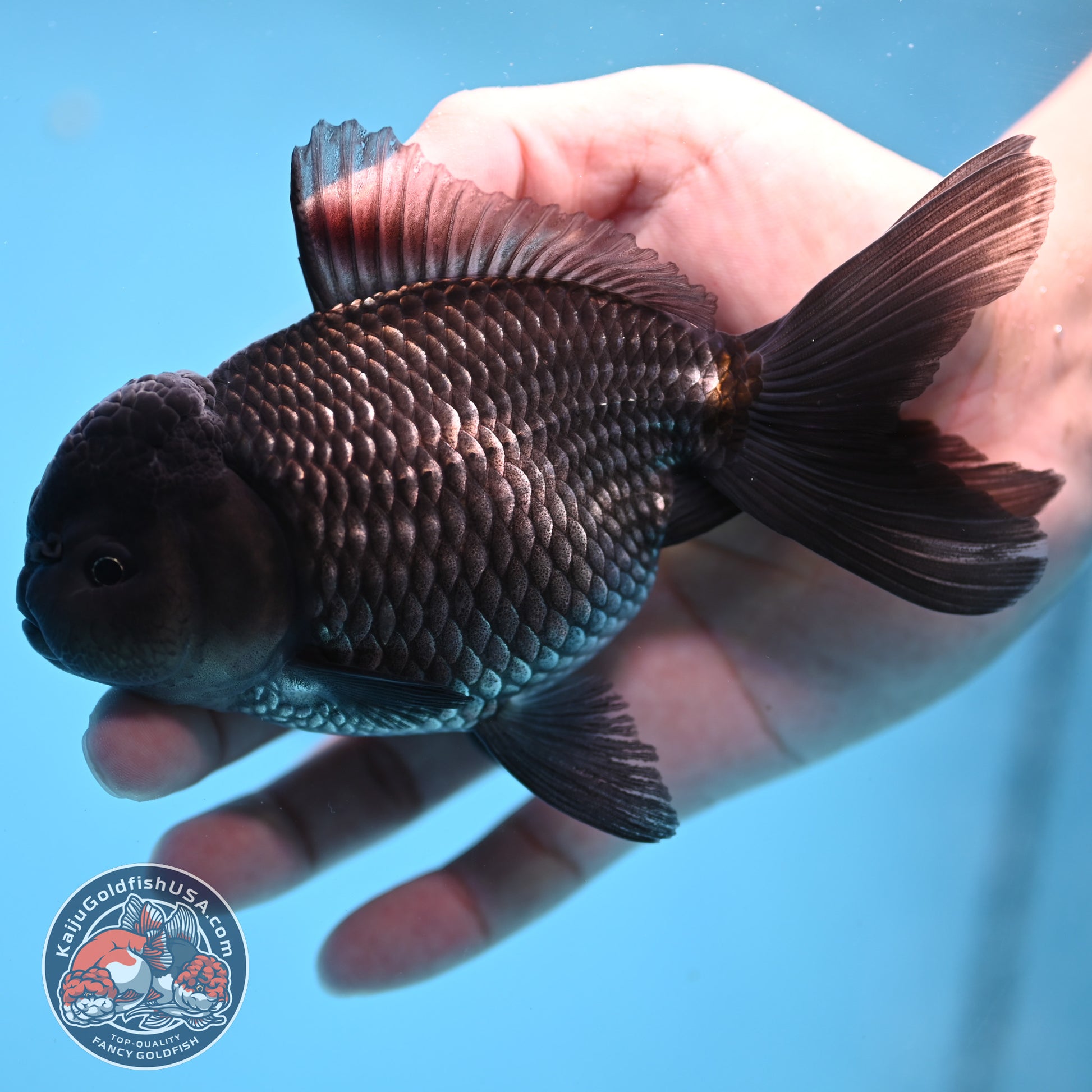 Sapphire Blue Oranda 4.5 inch Body (260306_OR13)