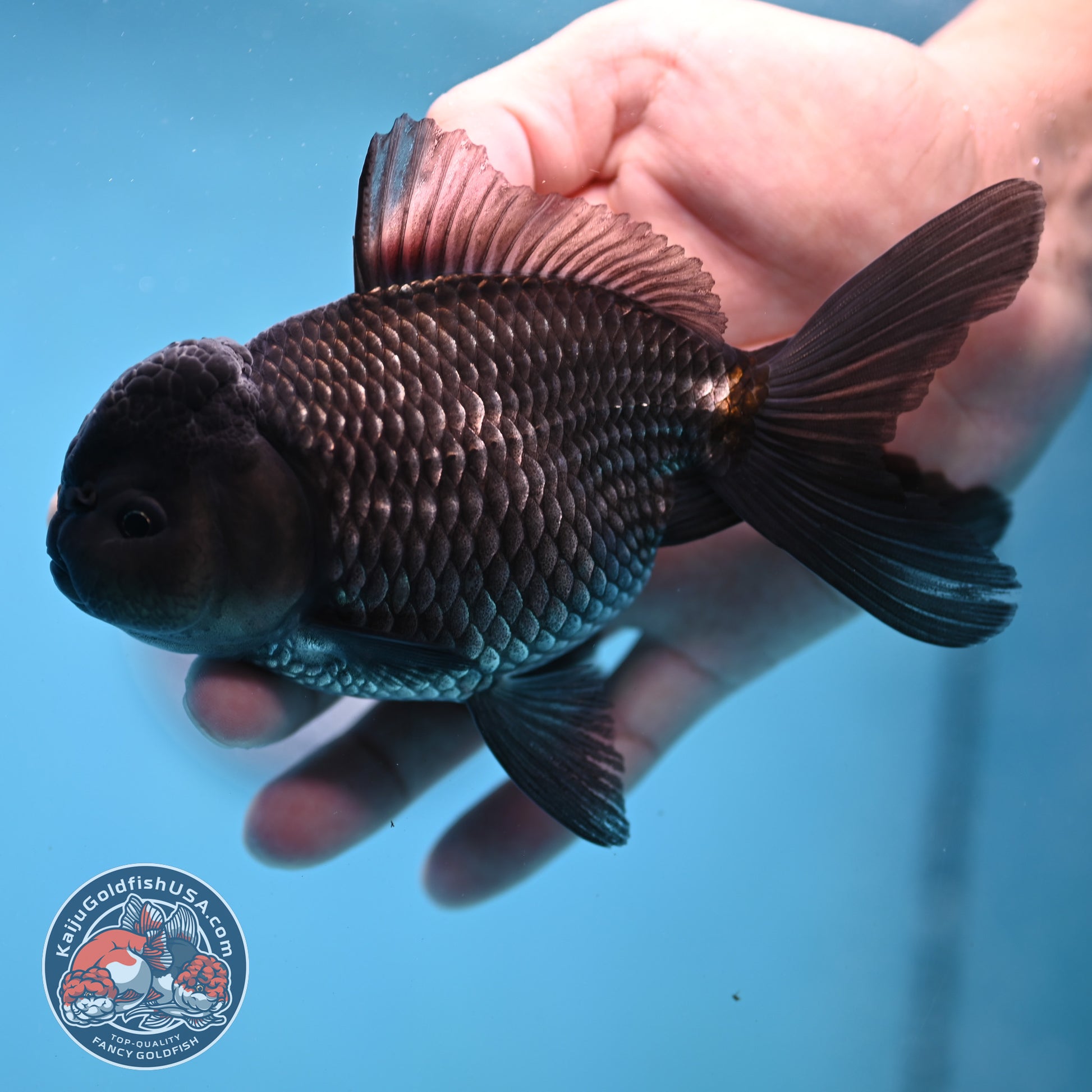 Sapphire Blue Oranda 4.5 inch Body (260306_OR13)