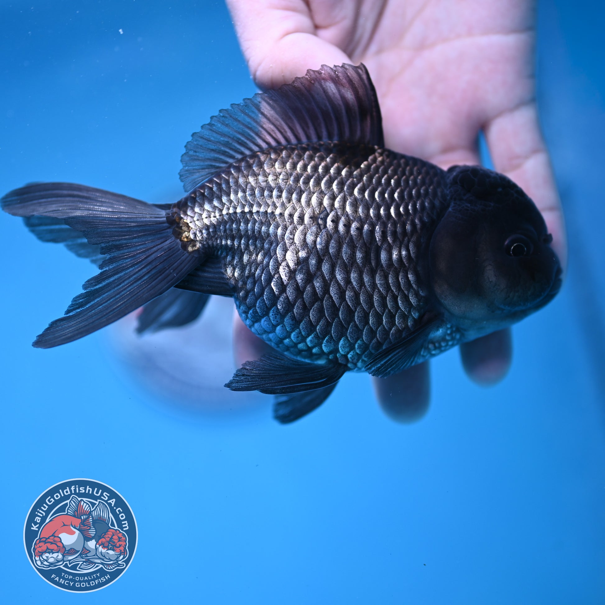Sapphire Blue Oranda 4.5 inch Body (260306_OR13)