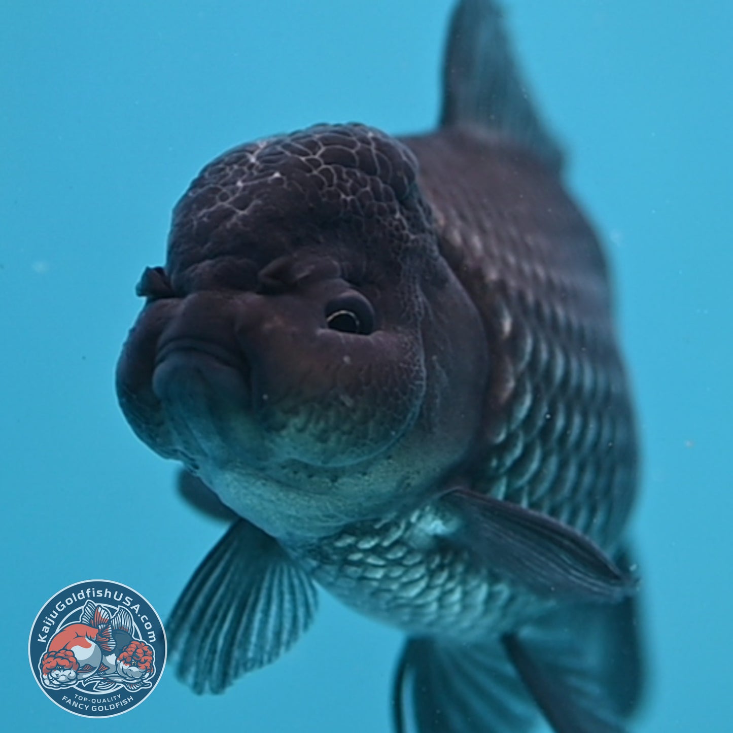 Sapphire Blue Oranda 4.5 inch Body (260306_OR13)
