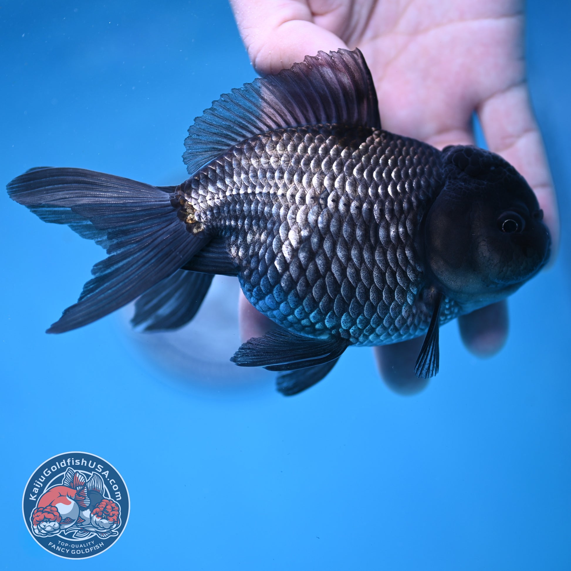 Sapphire Blue Oranda 4.5 inch Body (260306_OR13)