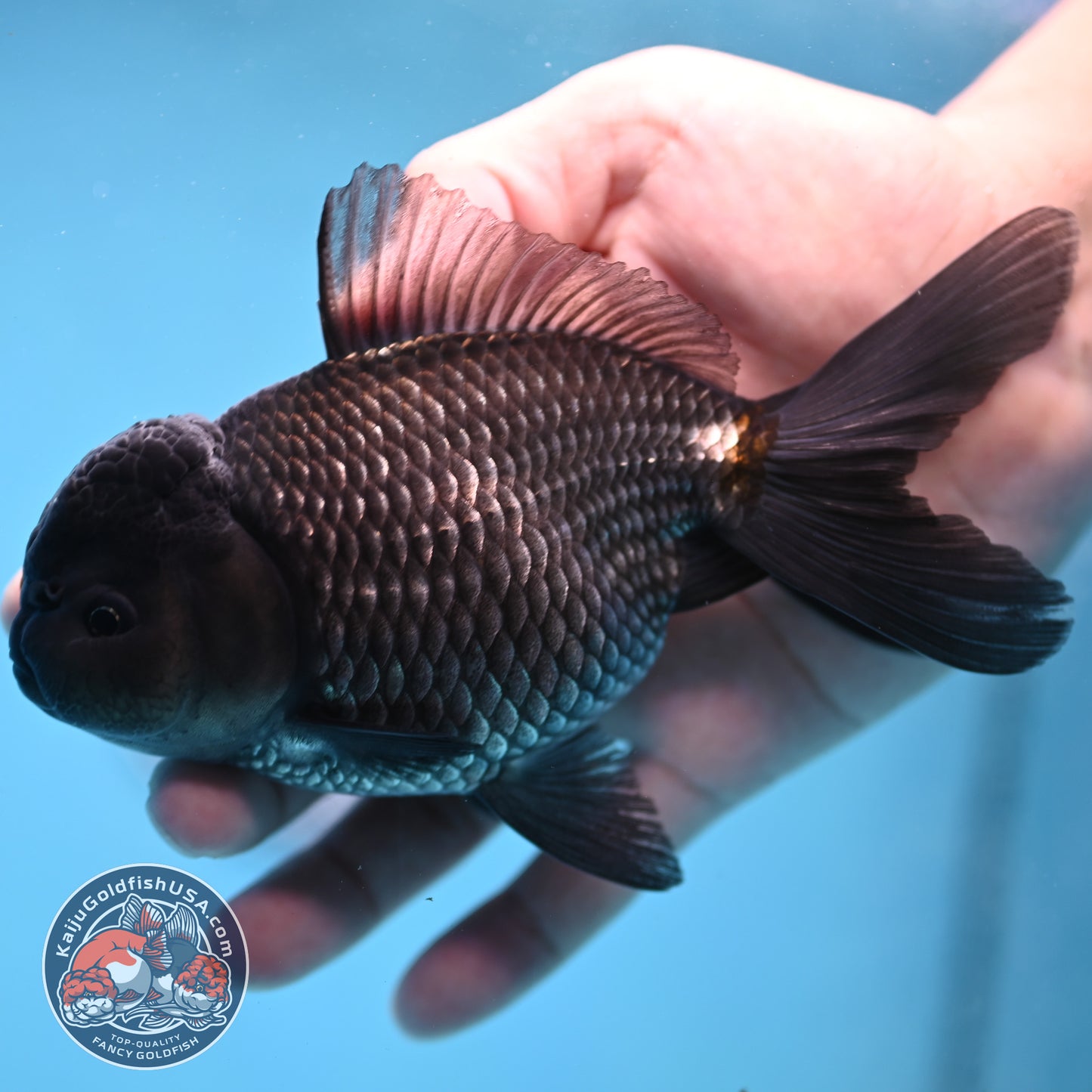 Sapphire Blue Oranda 4.5 inch Body (260306_OR13)