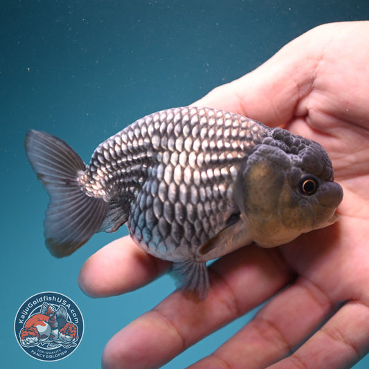 Sapphire Blue Ranchu 3.2 inch Body (260731_RC07)
