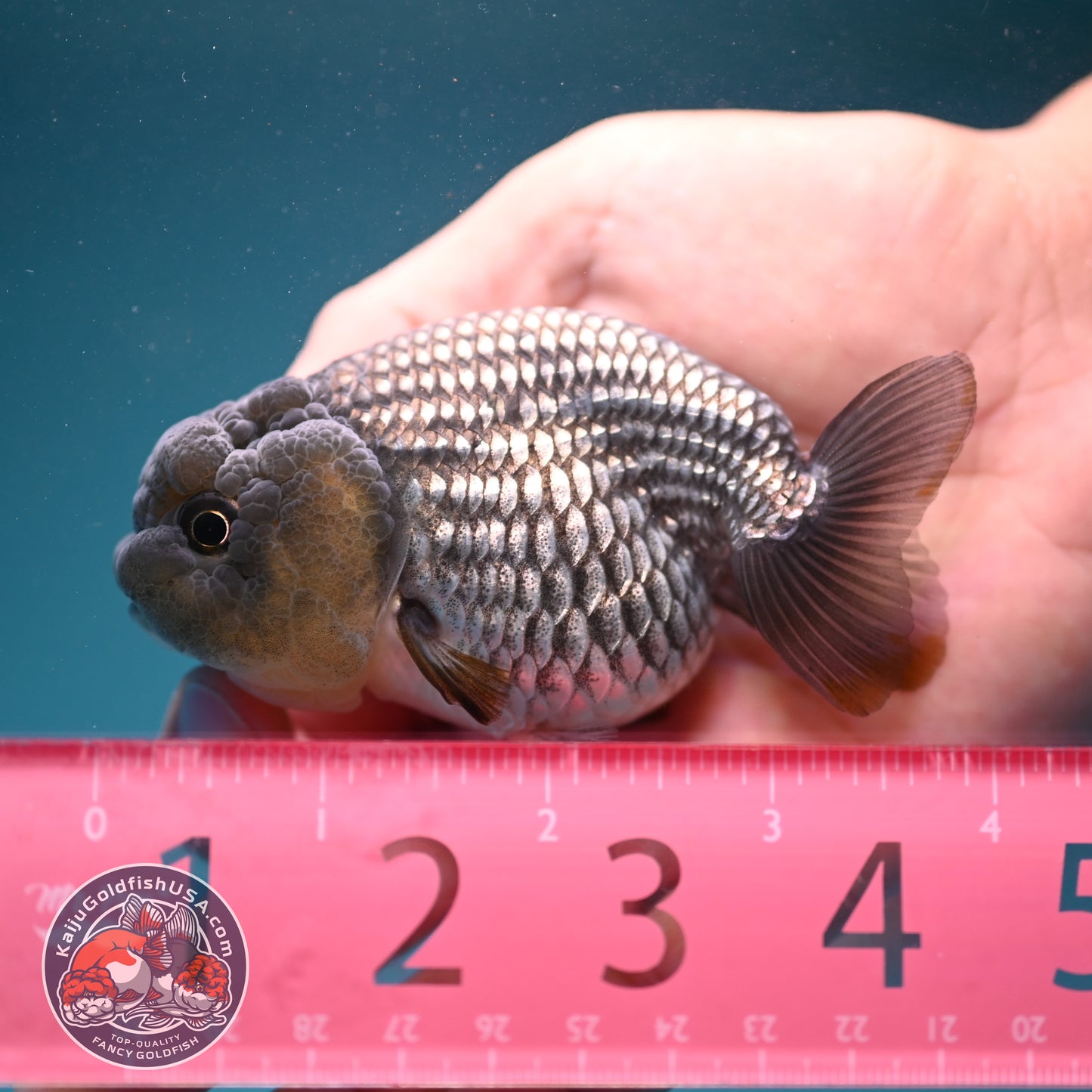 Sapphire Blue Ranchu 3.2 inch Body (260731_RC07)