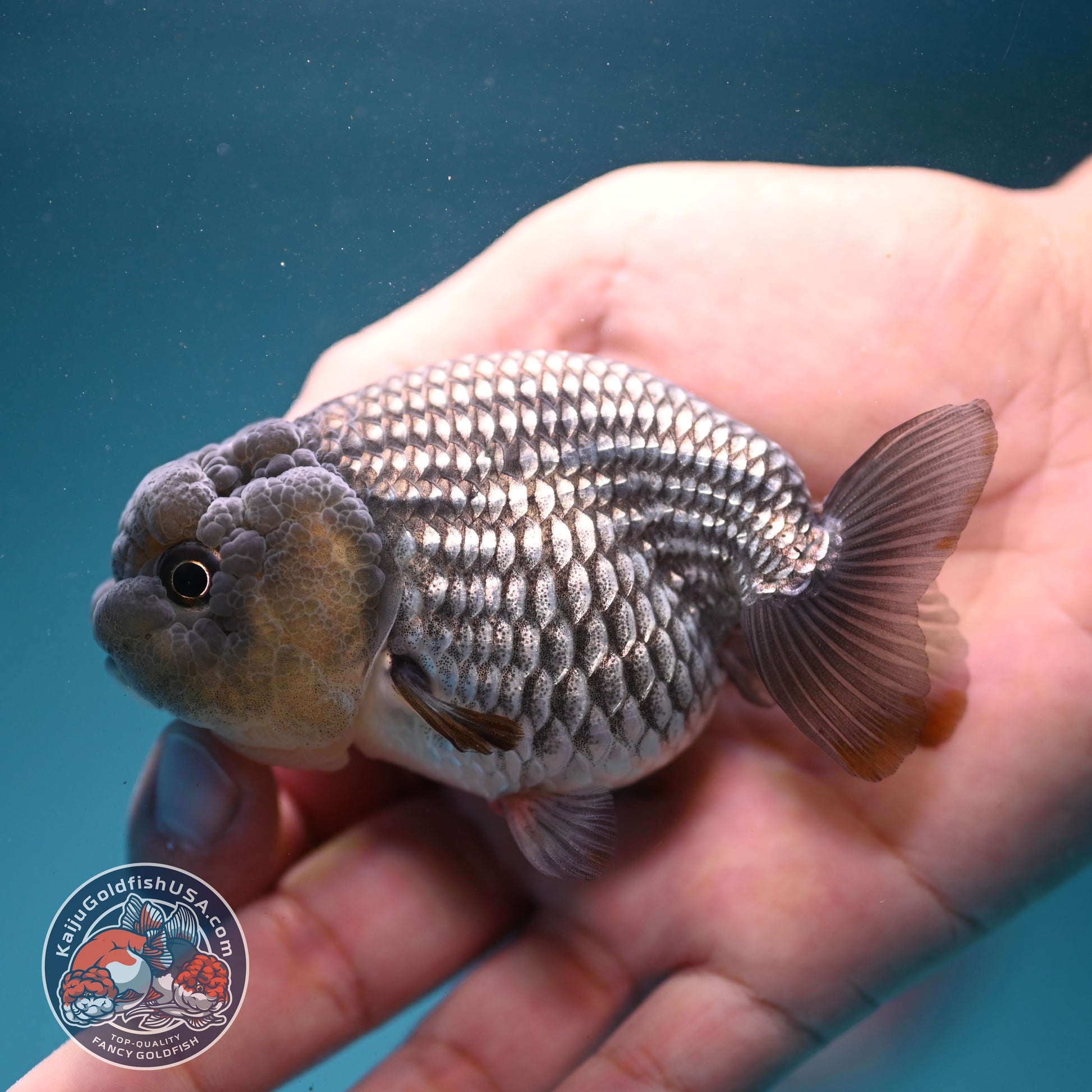 Sapphire Blue Ranchu 3.2 inch Body (260731_RC07)