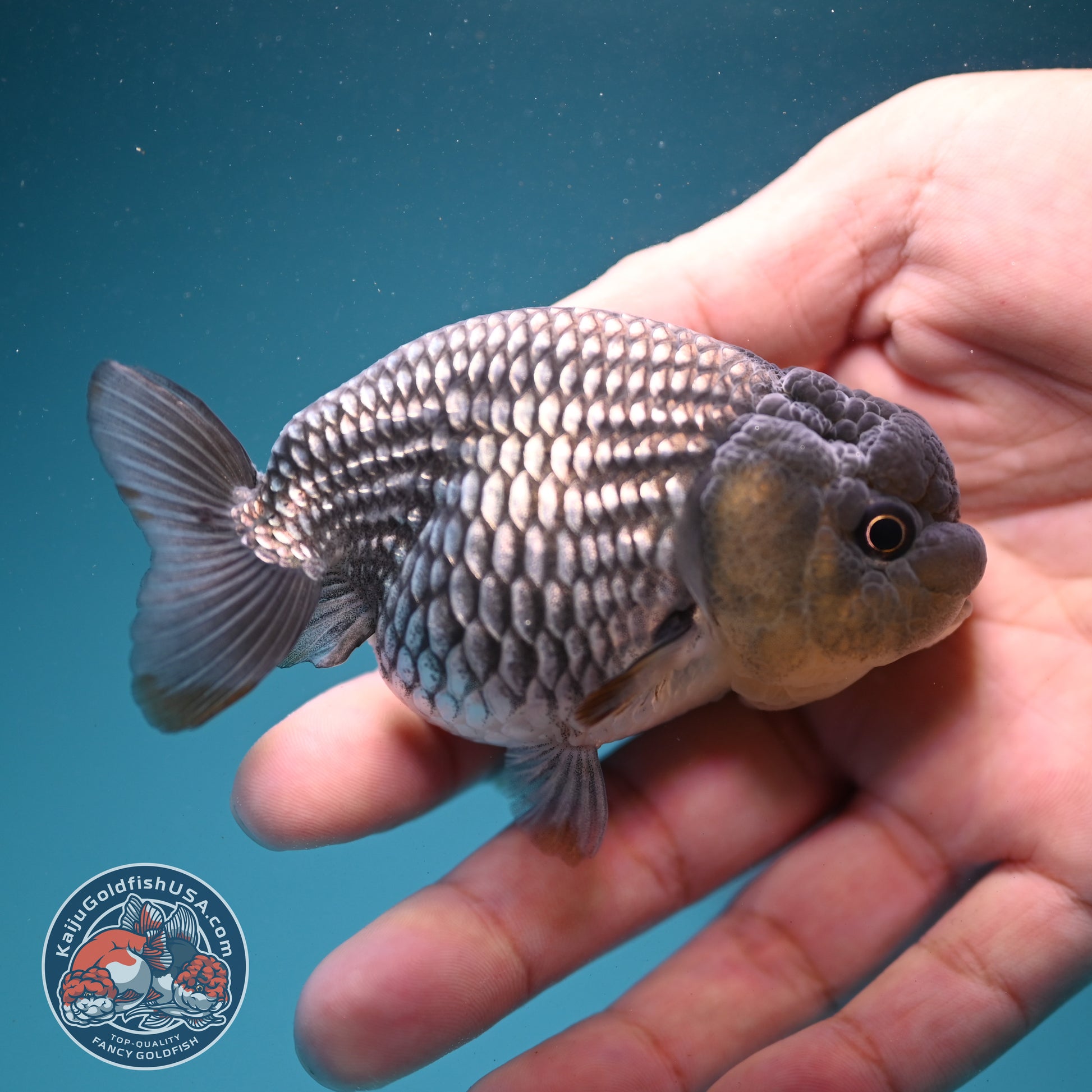 Sapphire Blue Ranchu 3.2 inch Body (260731_RC07)