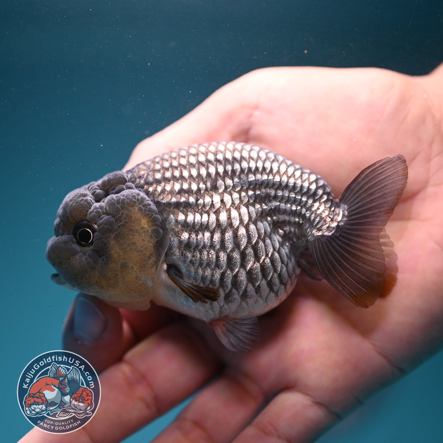 Sapphire Blue Ranchu 3.2 inch Body (260731_RC07)