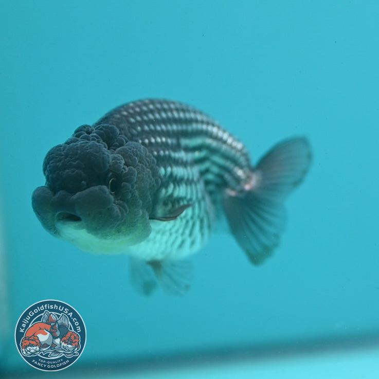 Sapphire Blue Ranchu 3.2 inch Body (260731_RC07)