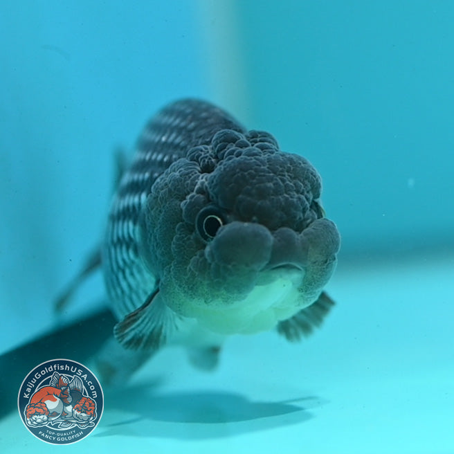 Sapphire Blue Ranchu 3.2 inch Body (260731_RC07)