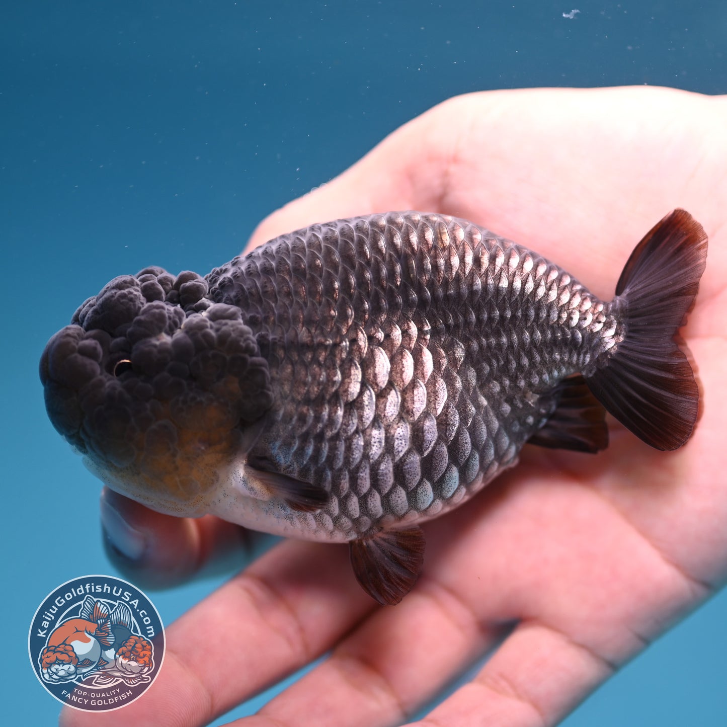 Sapphire Ranchu 4 inch Body (251107_RC02)