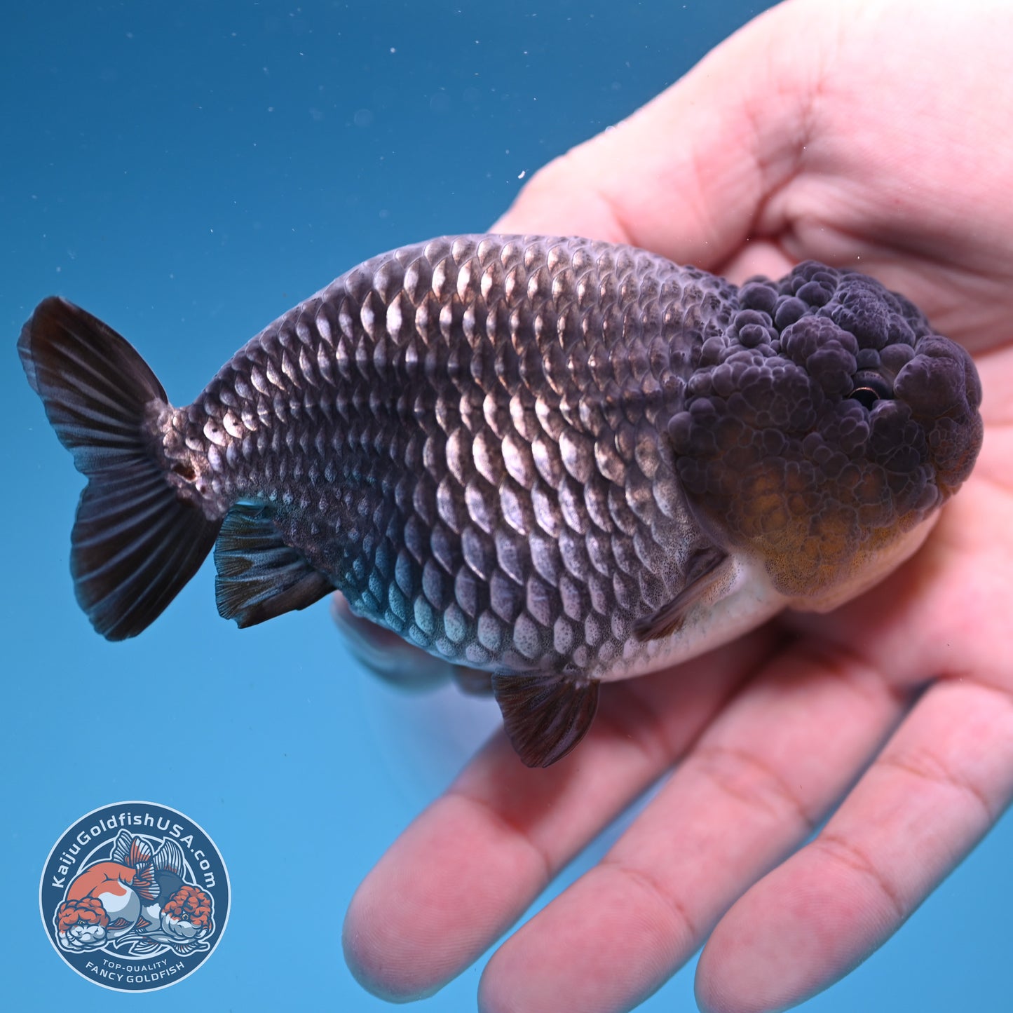 Sapphire Ranchu 4 inch Body (251107_RC02)