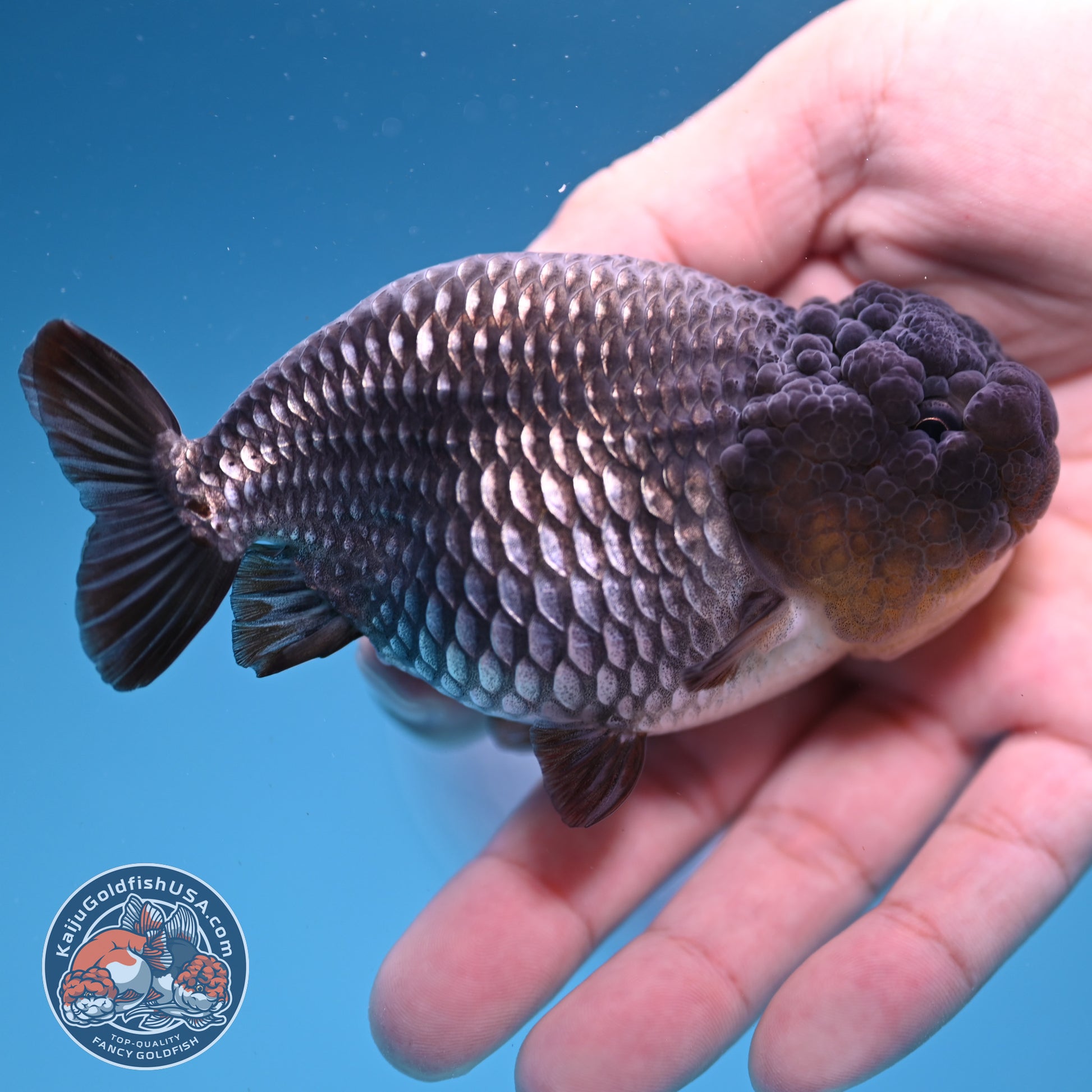 Sapphire Ranchu 4 inch Body (251107_RC02)