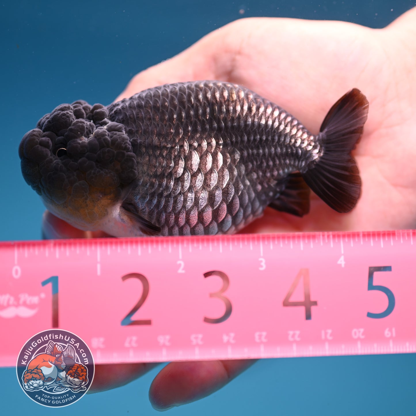 Sapphire Ranchu 4 inch Body (251107_RC02)