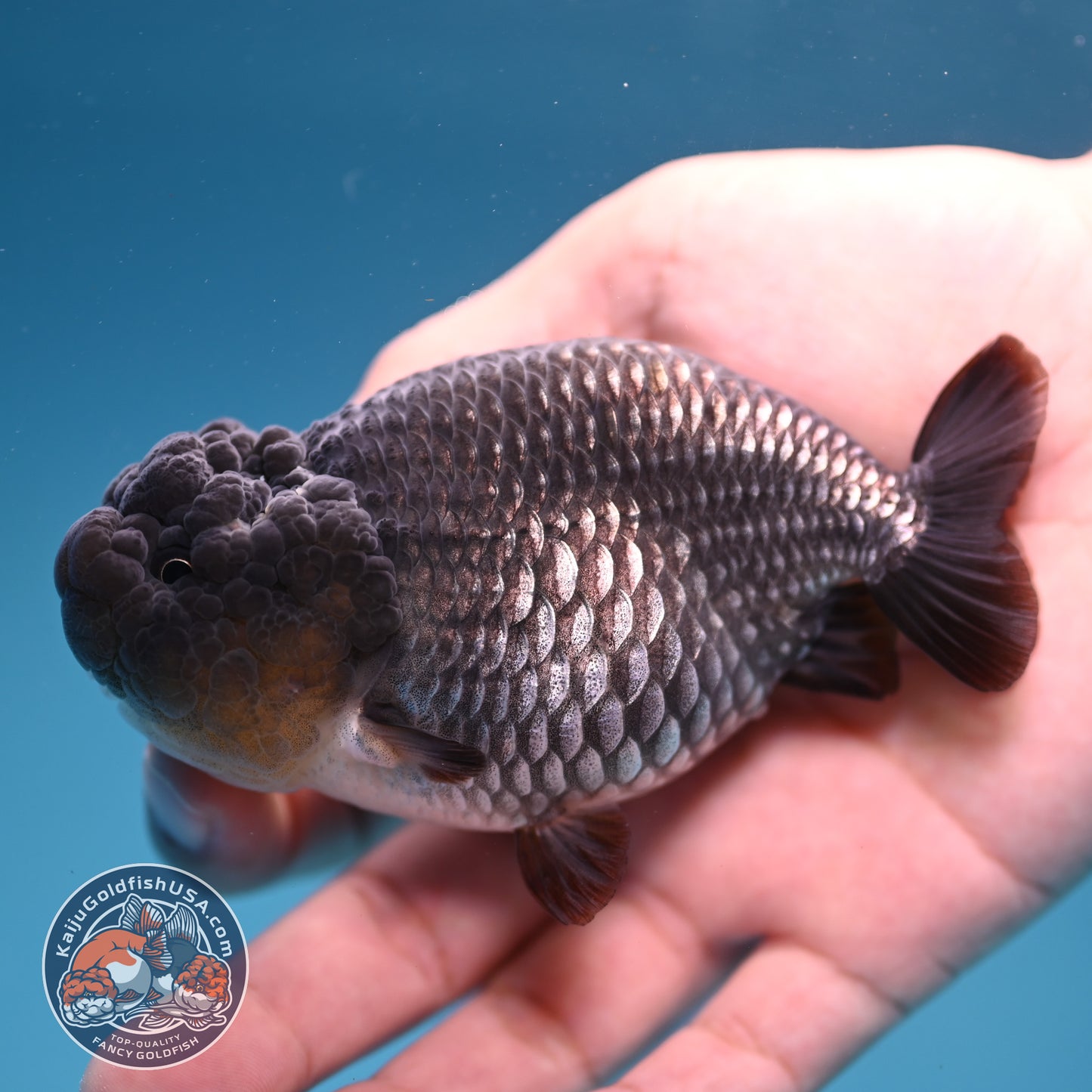 Sapphire Ranchu 4 inch Body (251107_RC02)