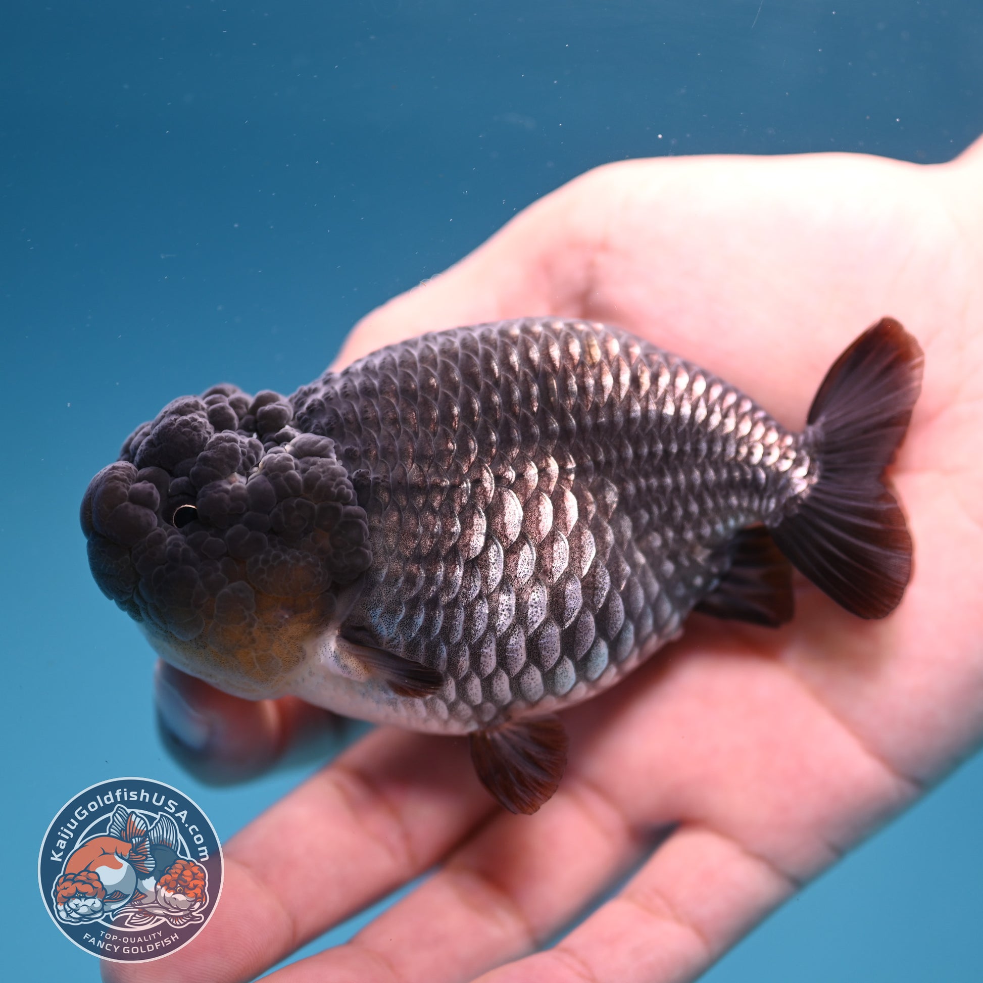Sapphire Ranchu 4 inch Body (251107_RC02)