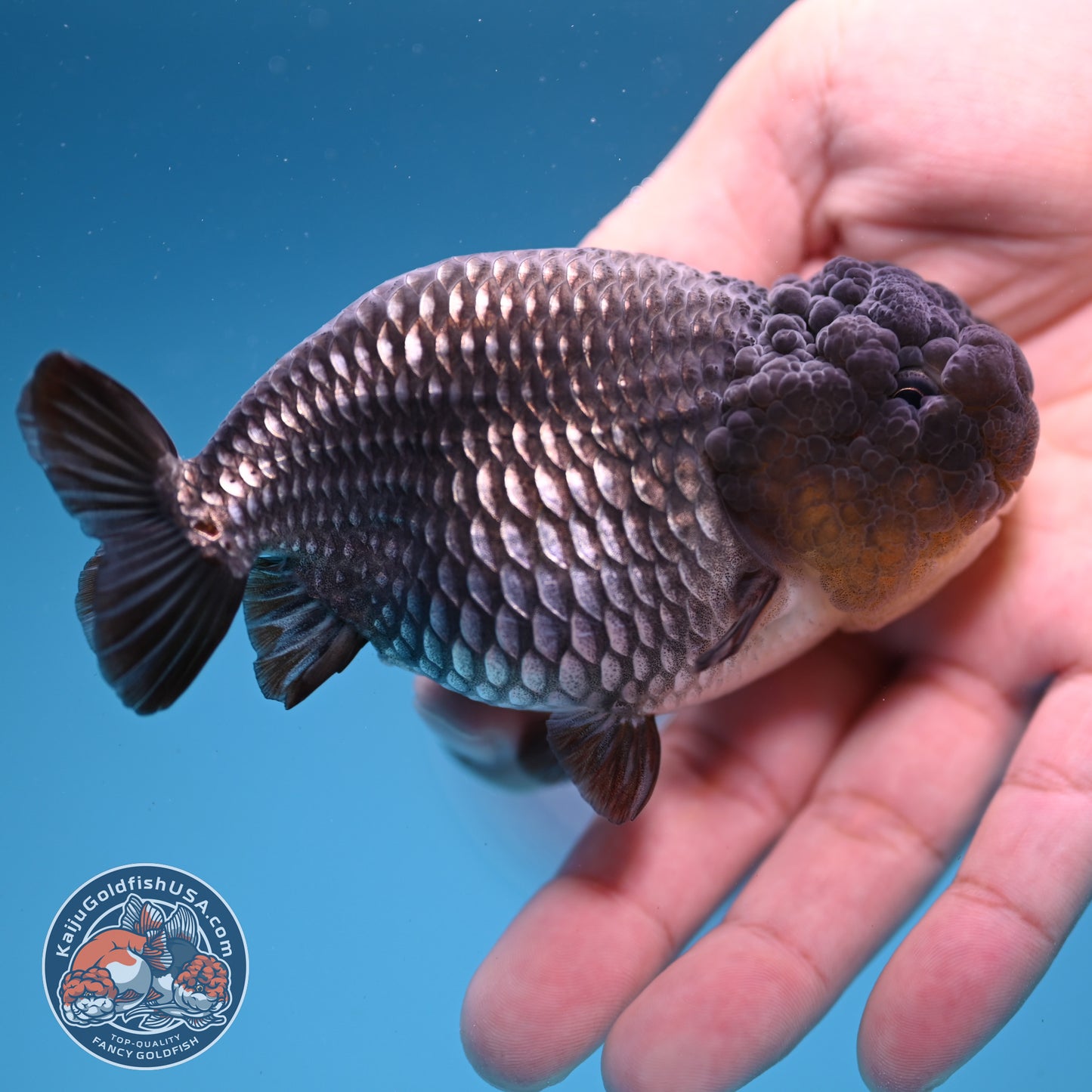 Sapphire Ranchu 4 inch Body (251107_RC02)