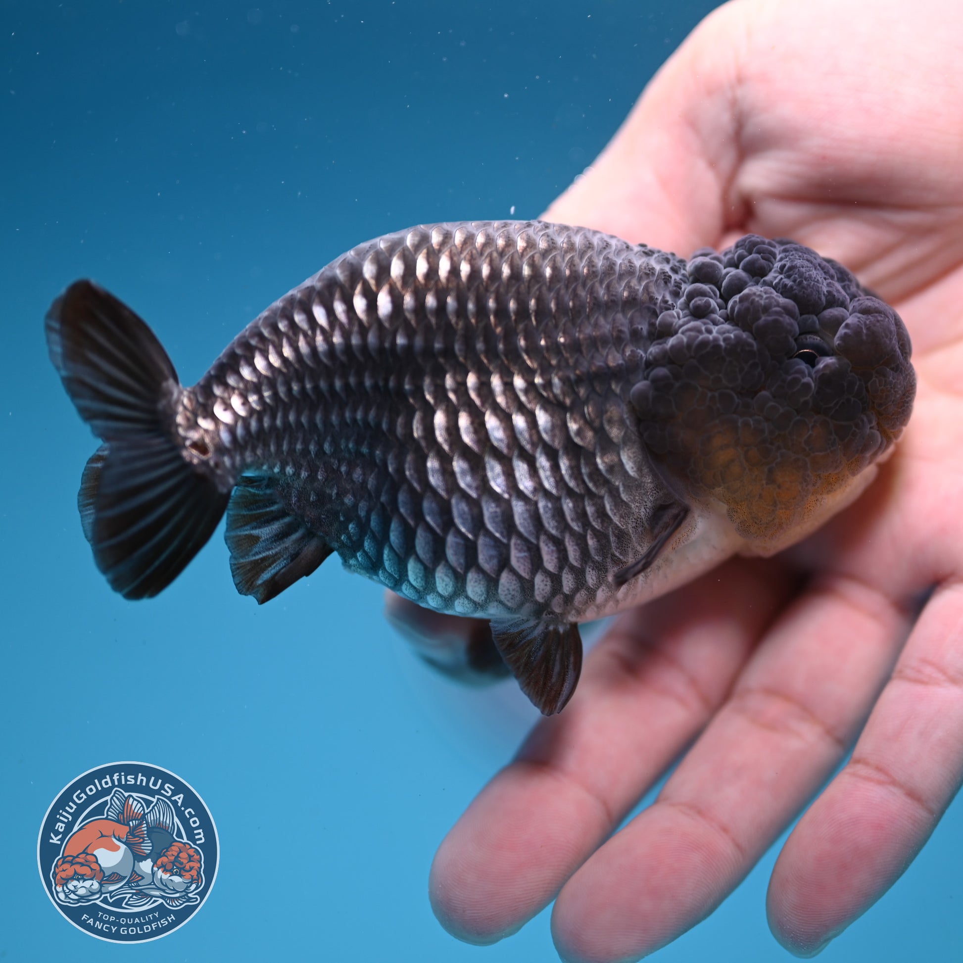 Sapphire Ranchu 4 inch Body (251107_RC02)