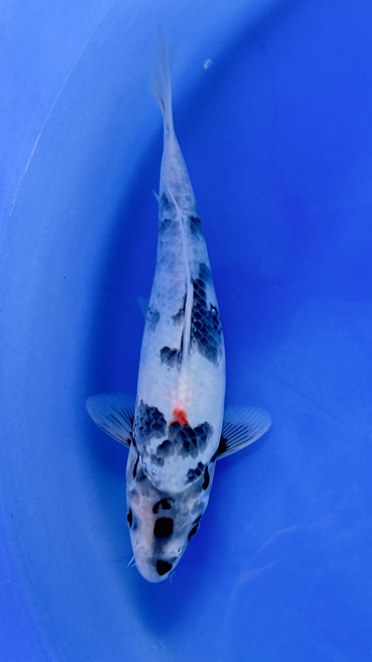 Shiro Utsuri 10 inches (261022_KOI02)