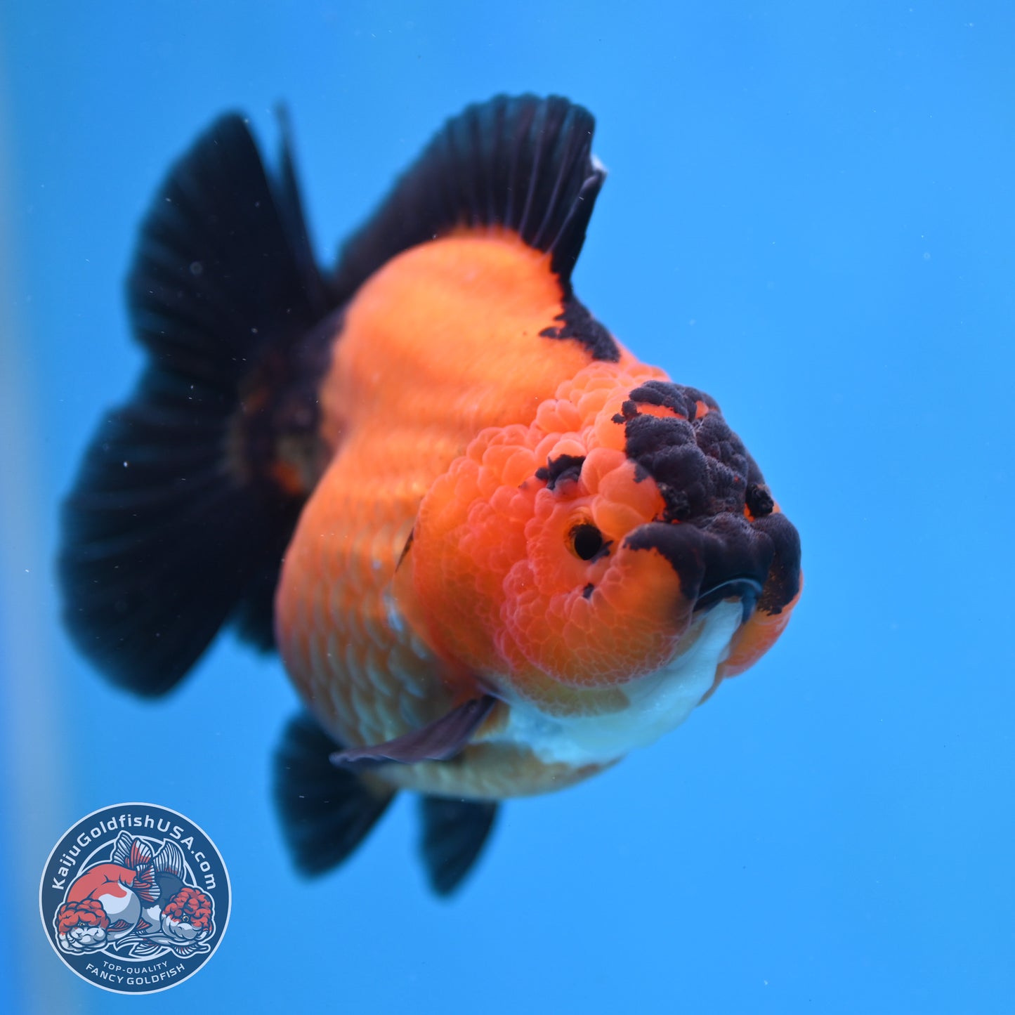 Shogun Apache Oranda 3.5 inch Body (260109_OR16)
