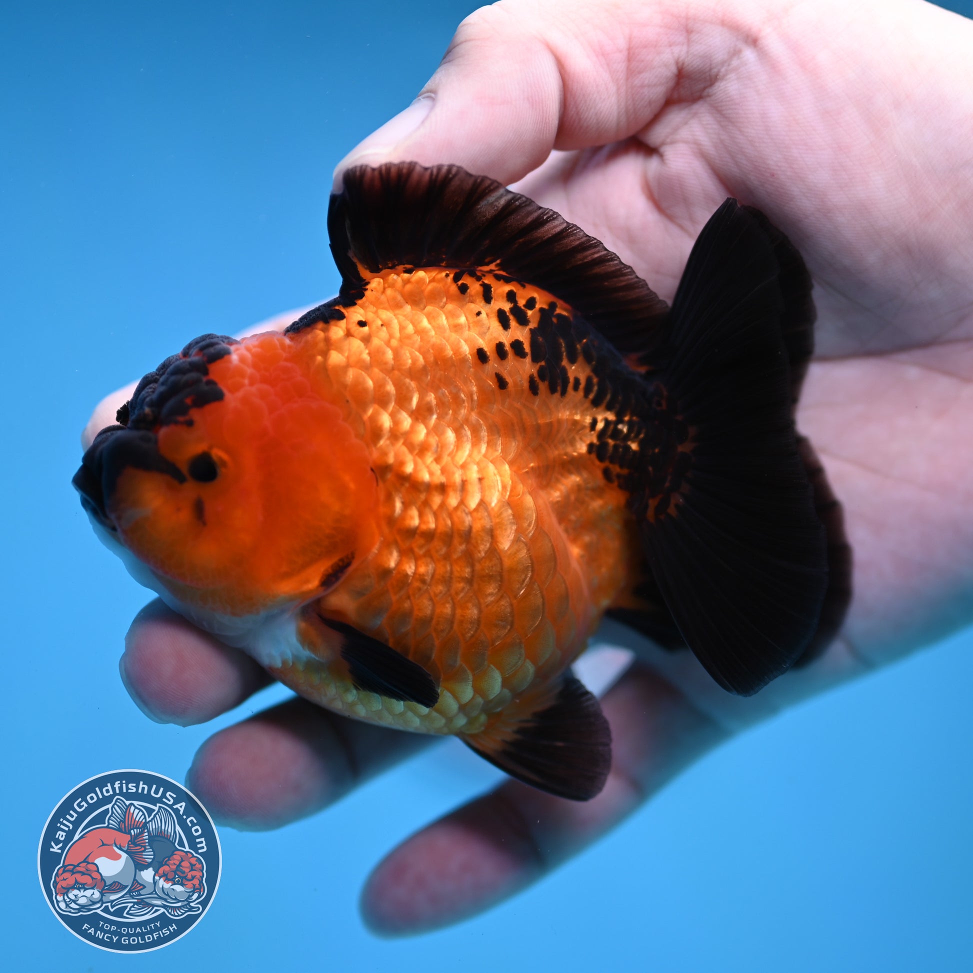 Shogun Apache Oranda 3.5 inch Body (260109_OR16)