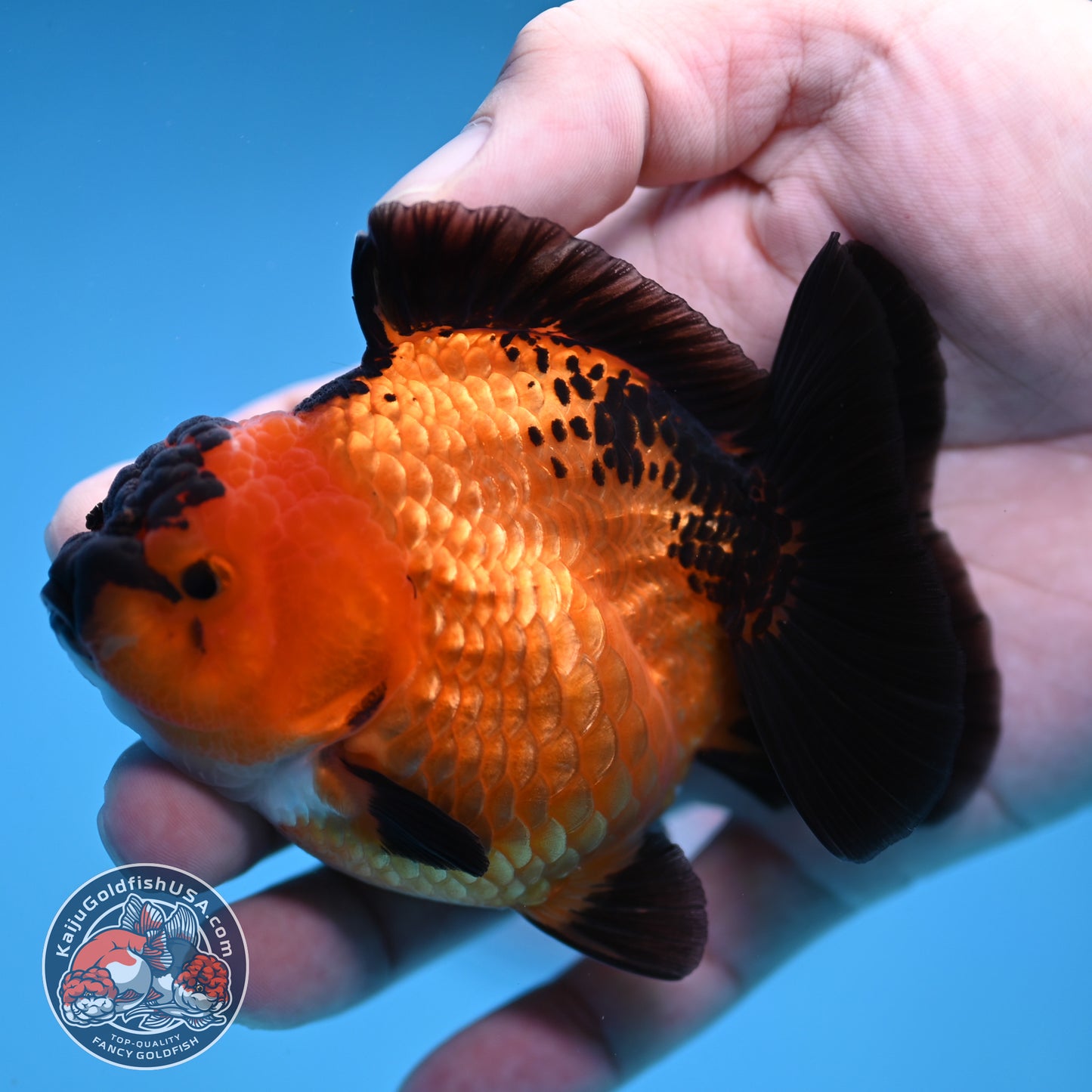 Shogun Apache Oranda 3.5 inch Body (260109_OR16)