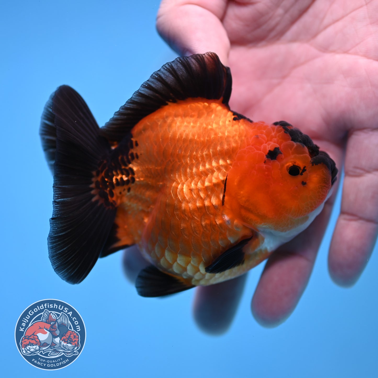 Shogun Apache Oranda 3.5 inch Body (260109_OR16)