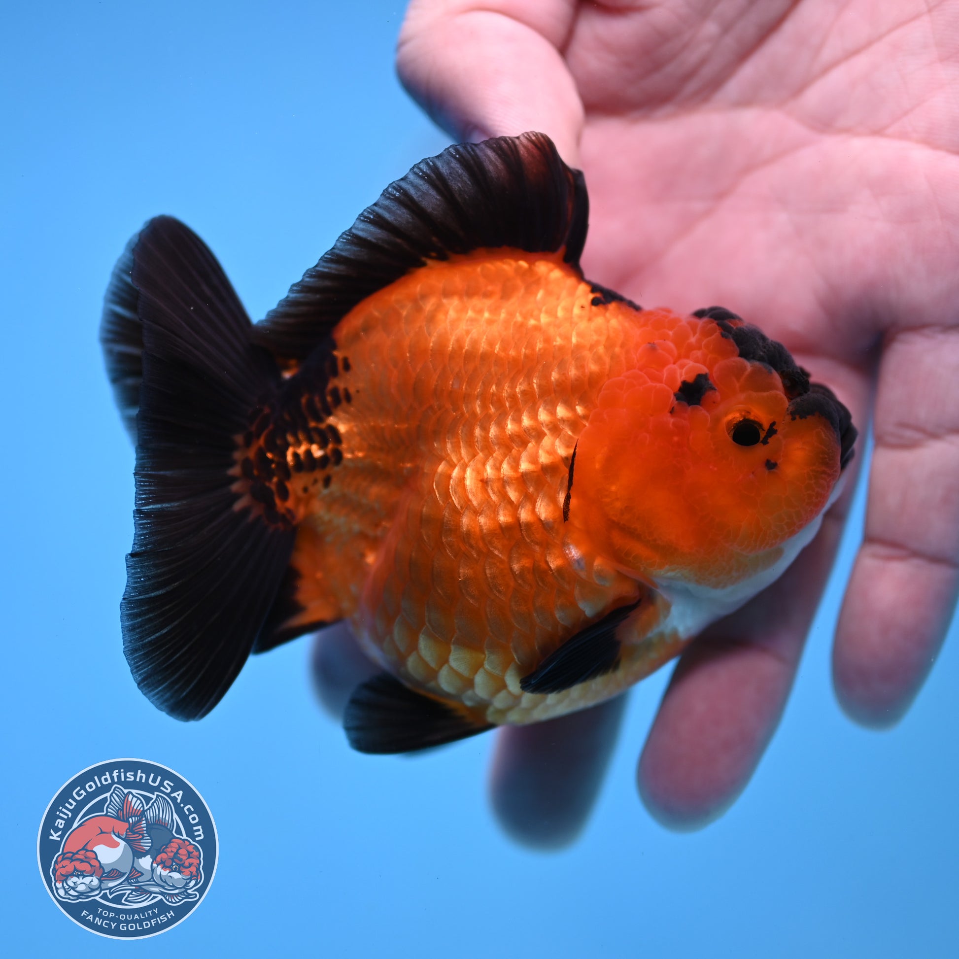 Shogun Apache Oranda 3.5 inch Body (260109_OR16)
