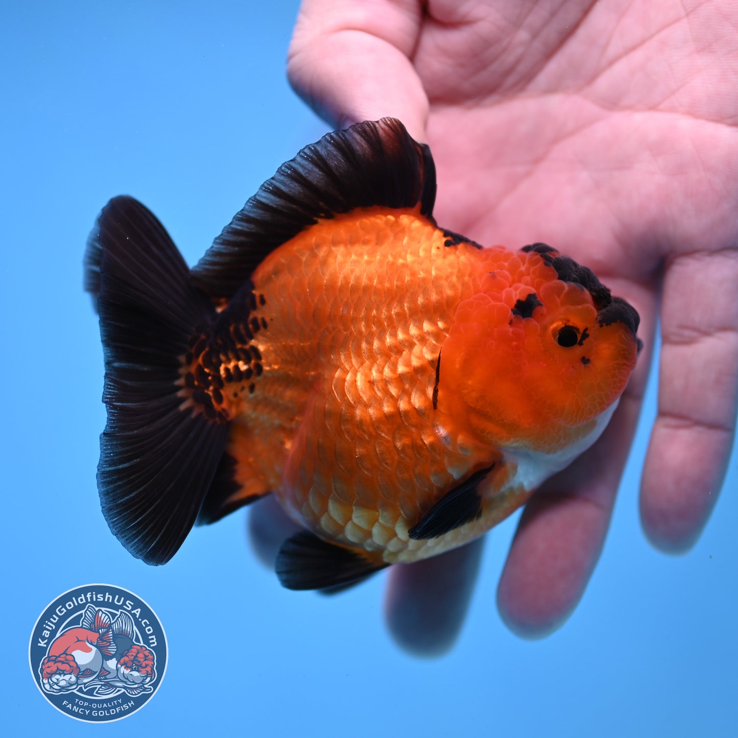 Shogun Apache Oranda 3.5 inch Body (260109_OR16)