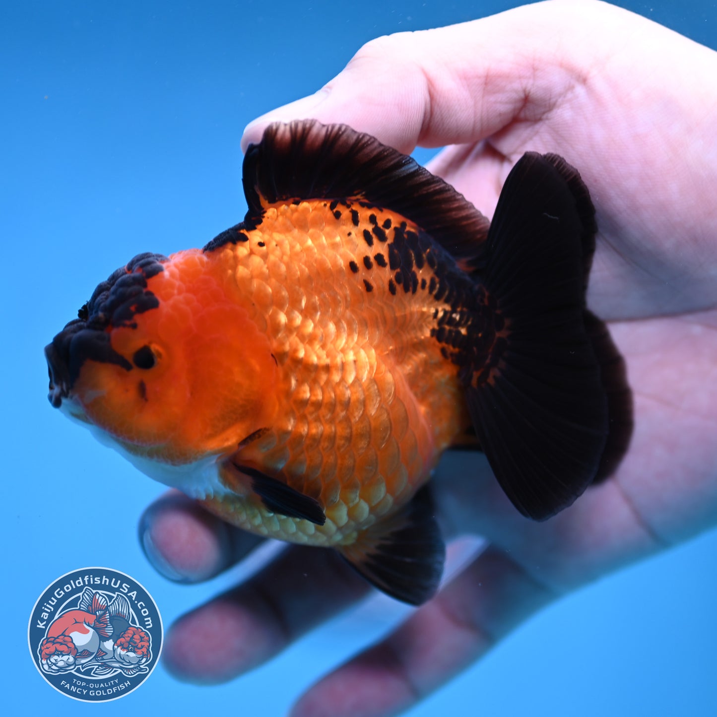 Shogun Apache Oranda 3.5 inch Body (260109_OR16)