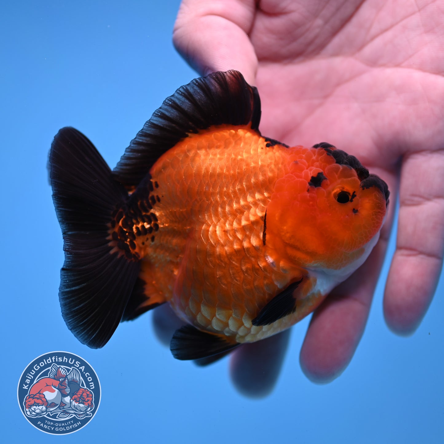 Shogun Apache Oranda 3.5 inch Body (260109_OR16)